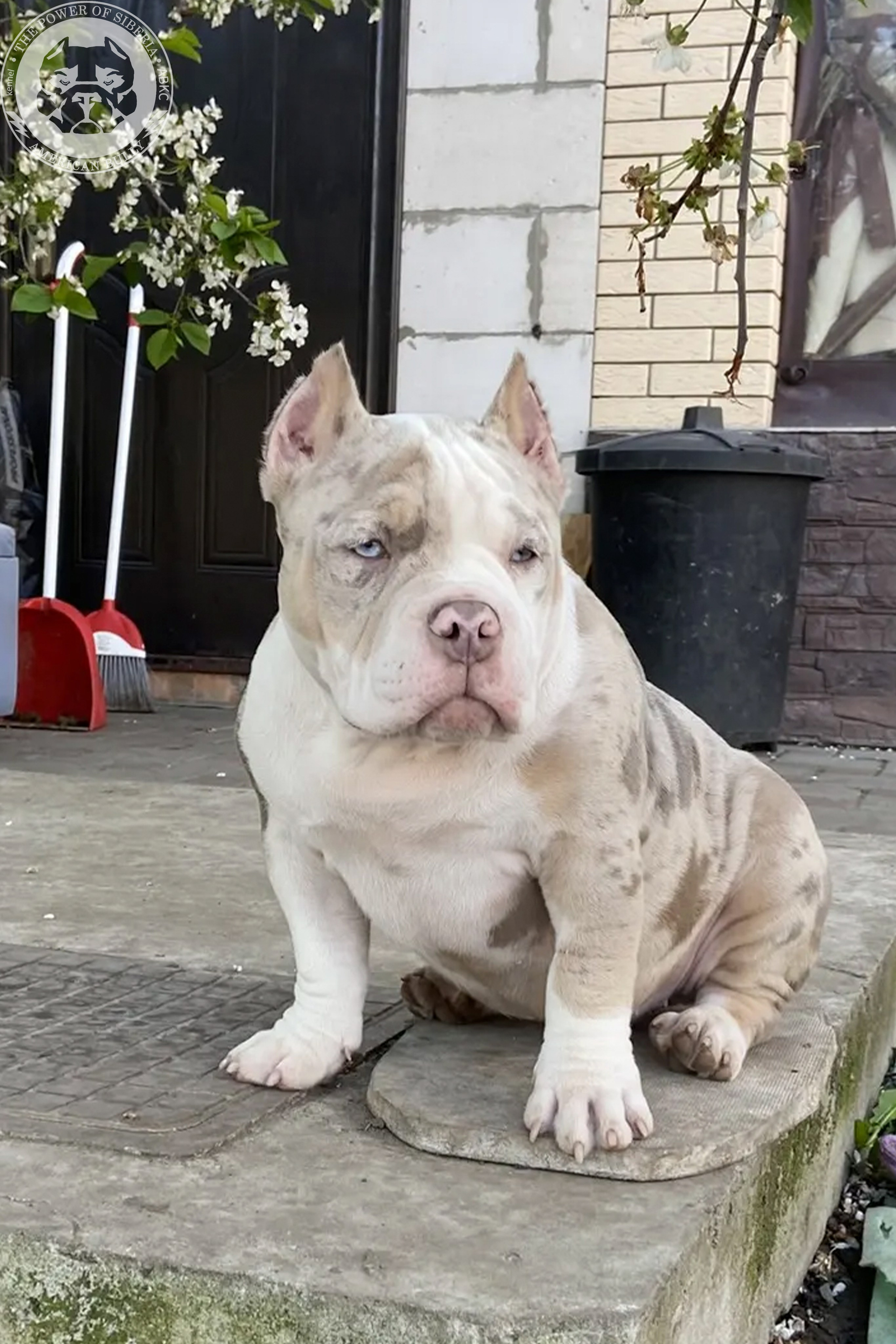 Свободные щенки Американский Булли, в типах покет, классик, стандарт. Американский Булли в г. Ростов-на-Дону. Питомник THE POWER OF SIBERIA