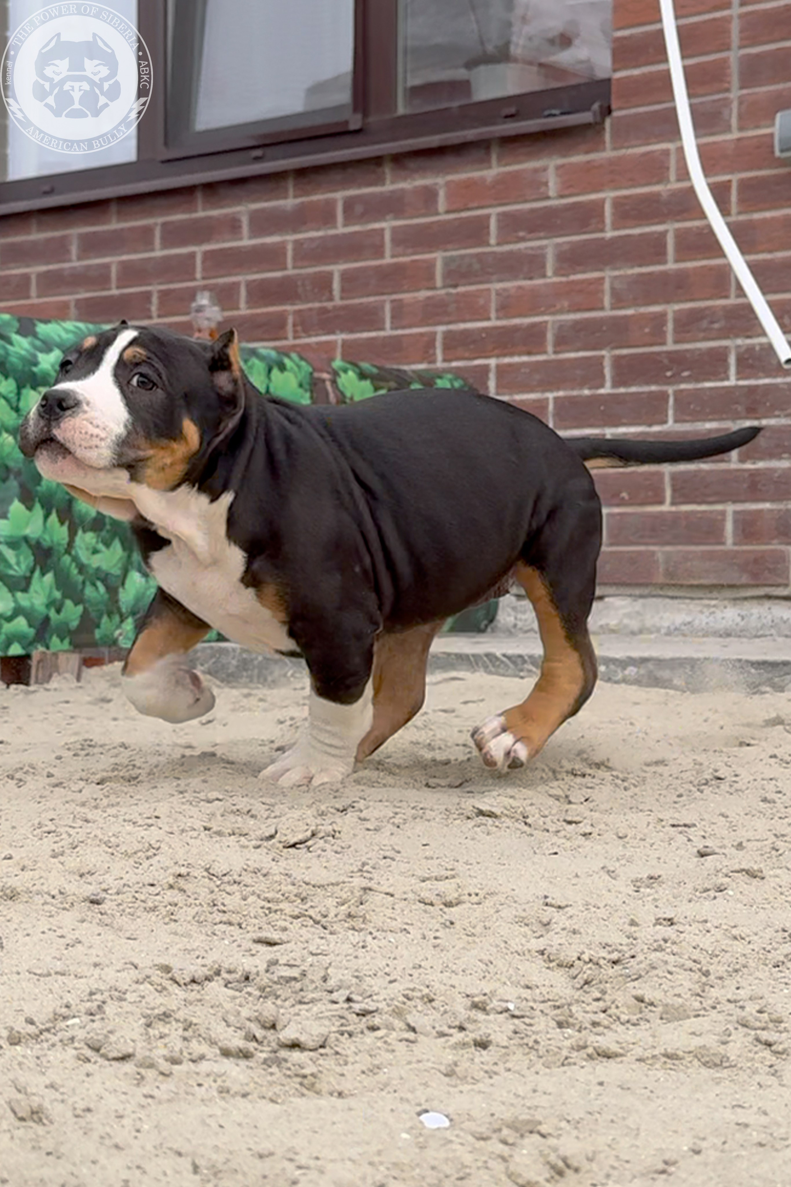 20.01.26-Рокси-Арчи. Американский Булли в г. Ростов-на-Дону. Питомник THE POWER OF SIBERIA