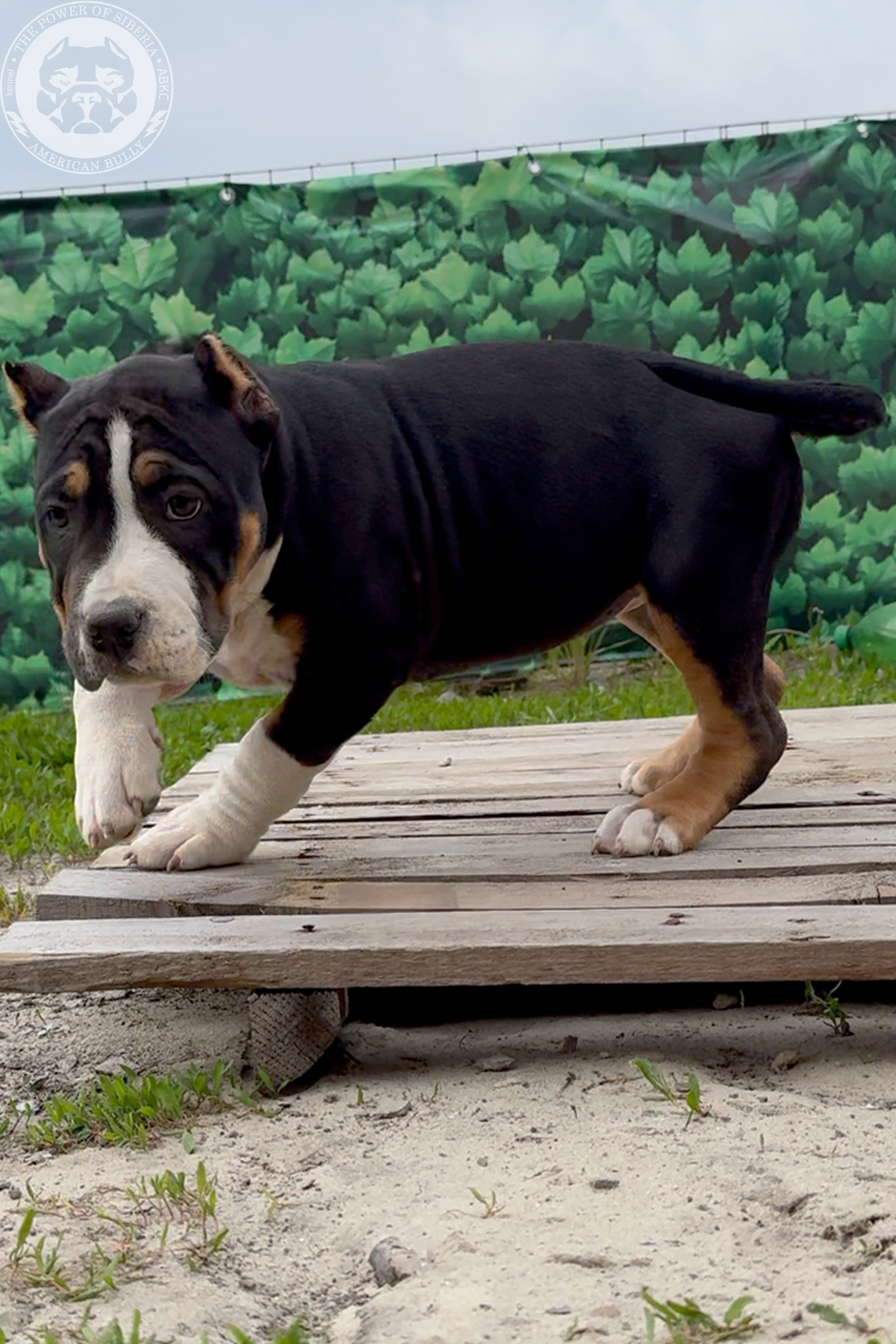 Свободные щенки Американский Булли, в типах покет, классик, стандарт. Американский Булли в г. Ростов-на-Дону. Питомник THE POWER OF SIBERIA