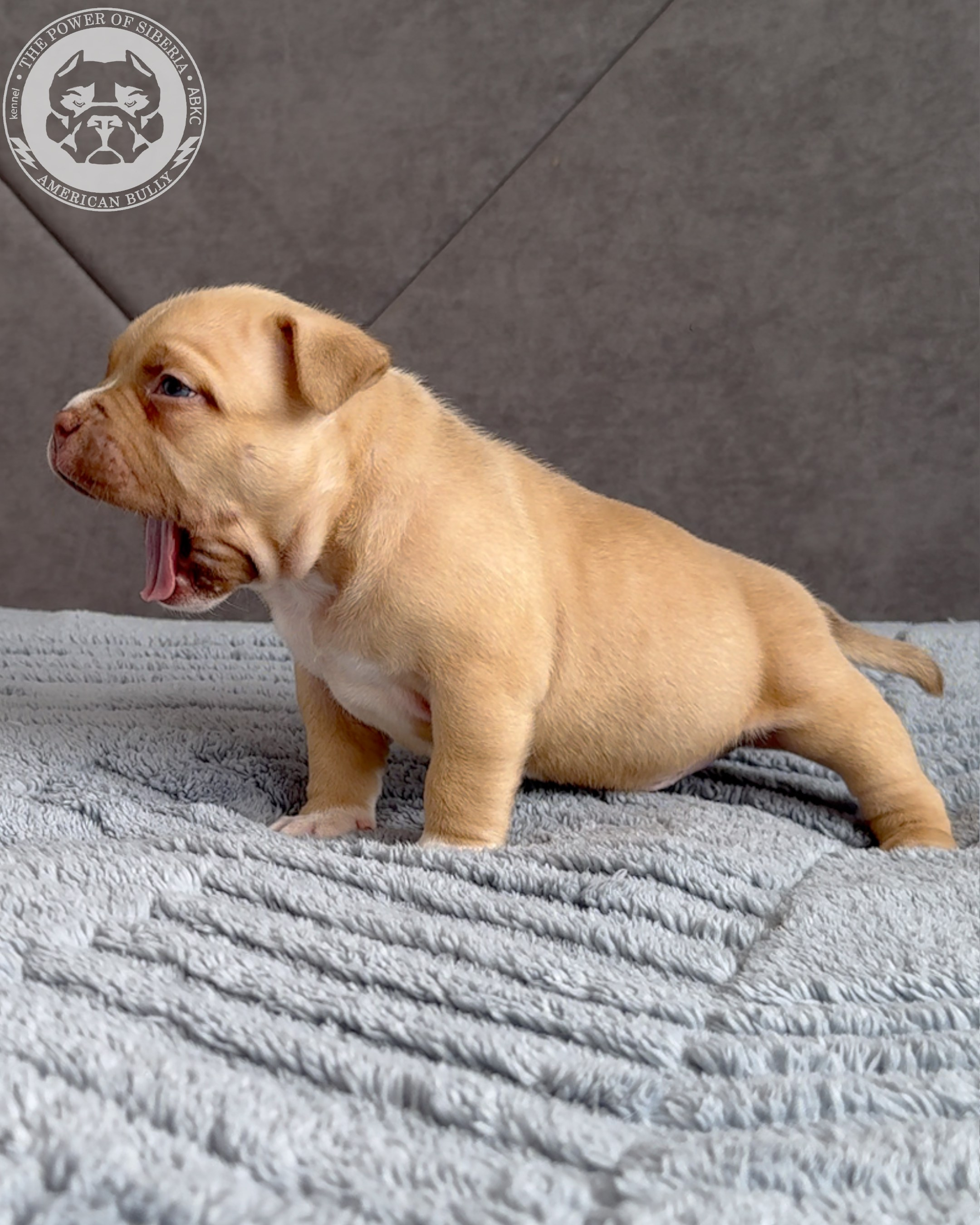Свободные щенки Американский Булли стандарт и Свободные щенки Американский Булли классик. Американский Булли в г. Ростов-на-Дону. Питомник THE POWER OF SIBERIA