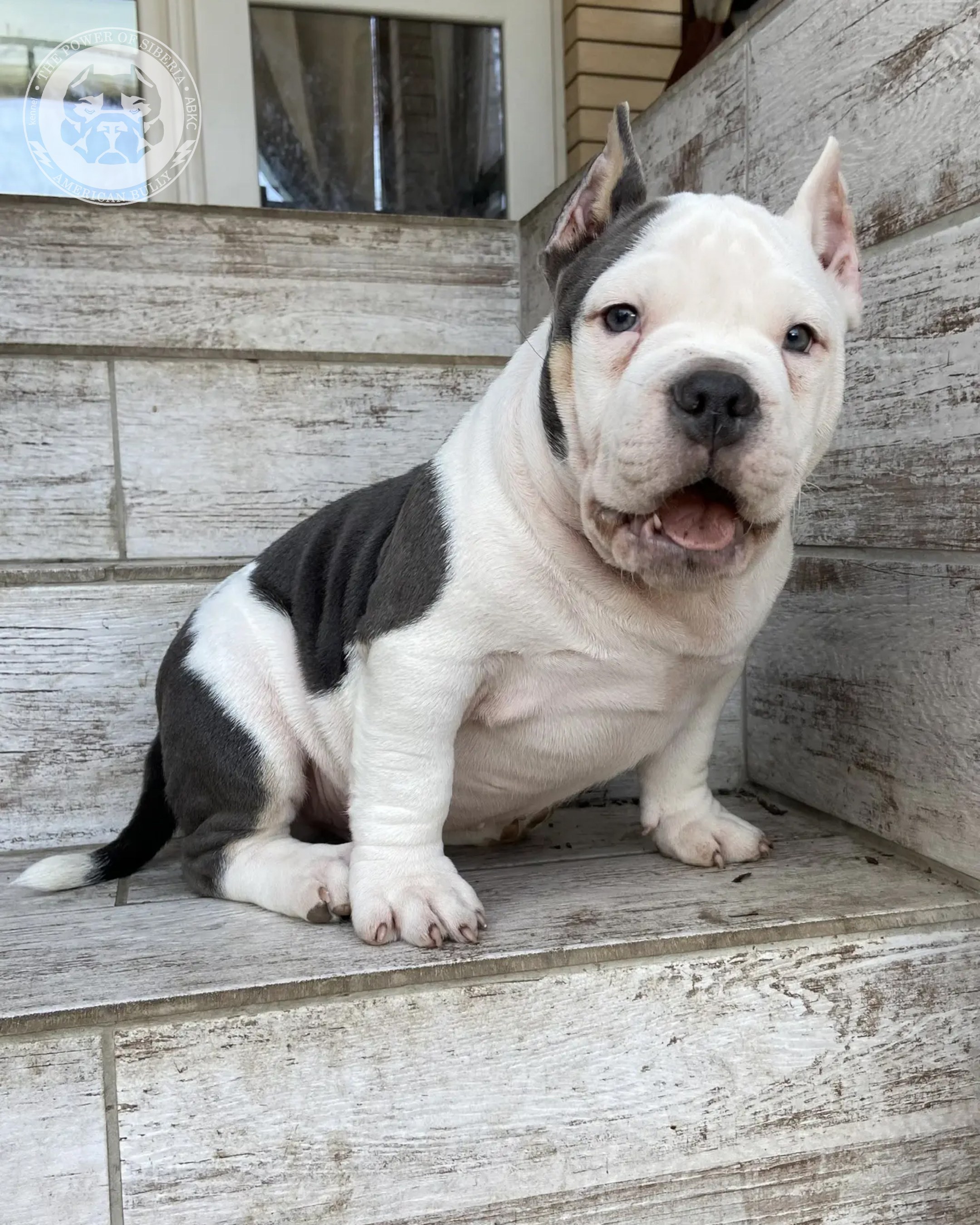 Свободные щенки Американский Булли покет. Американский Булли в г. Ростов-на-Дону. Питомник THE POWER OF SIBERIA