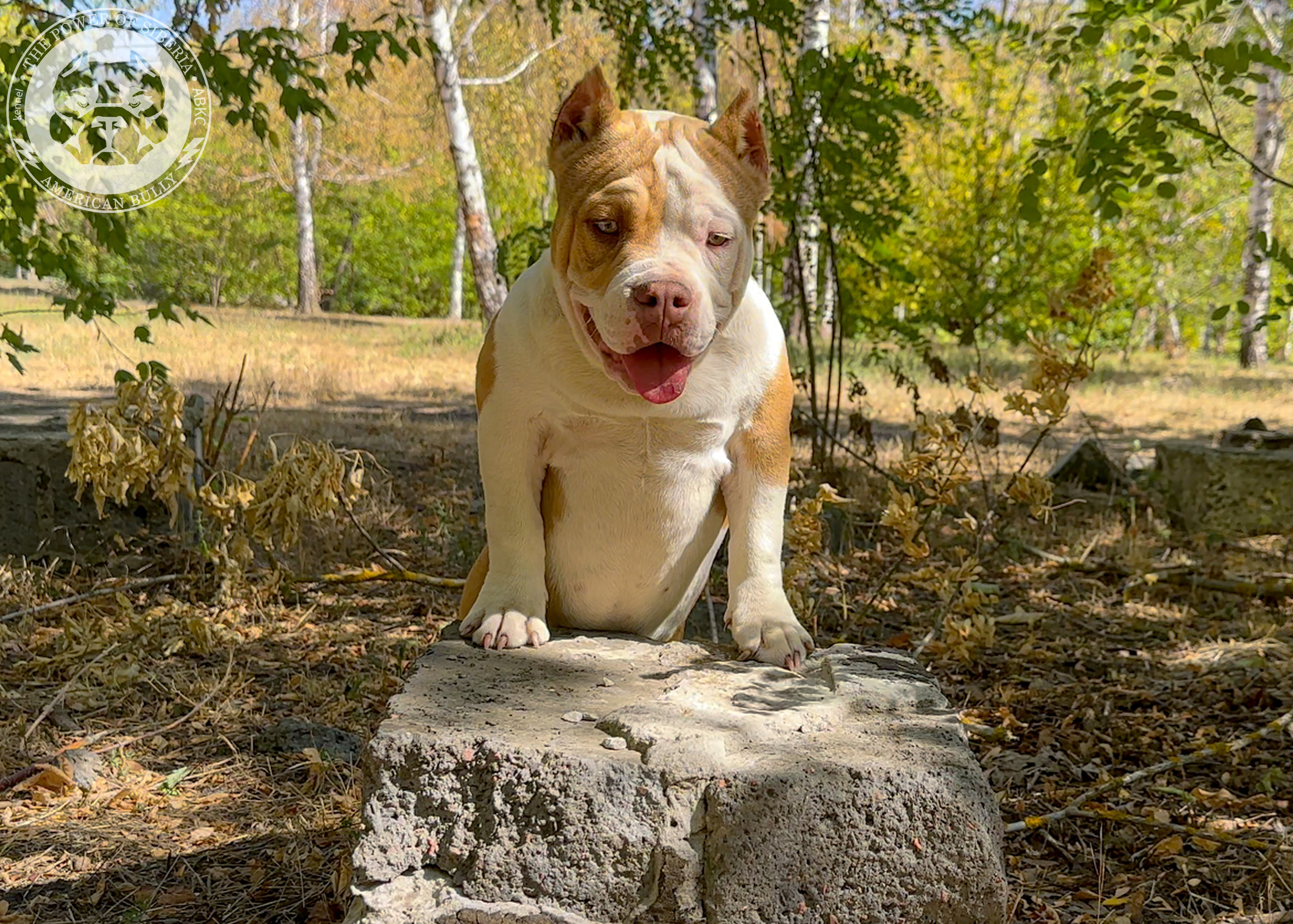 Помет Каспер и Тагира. 21.04.25. Американский Булли в г. Ростов-на-Дону. Питомник THE POWER OF SIBERIA