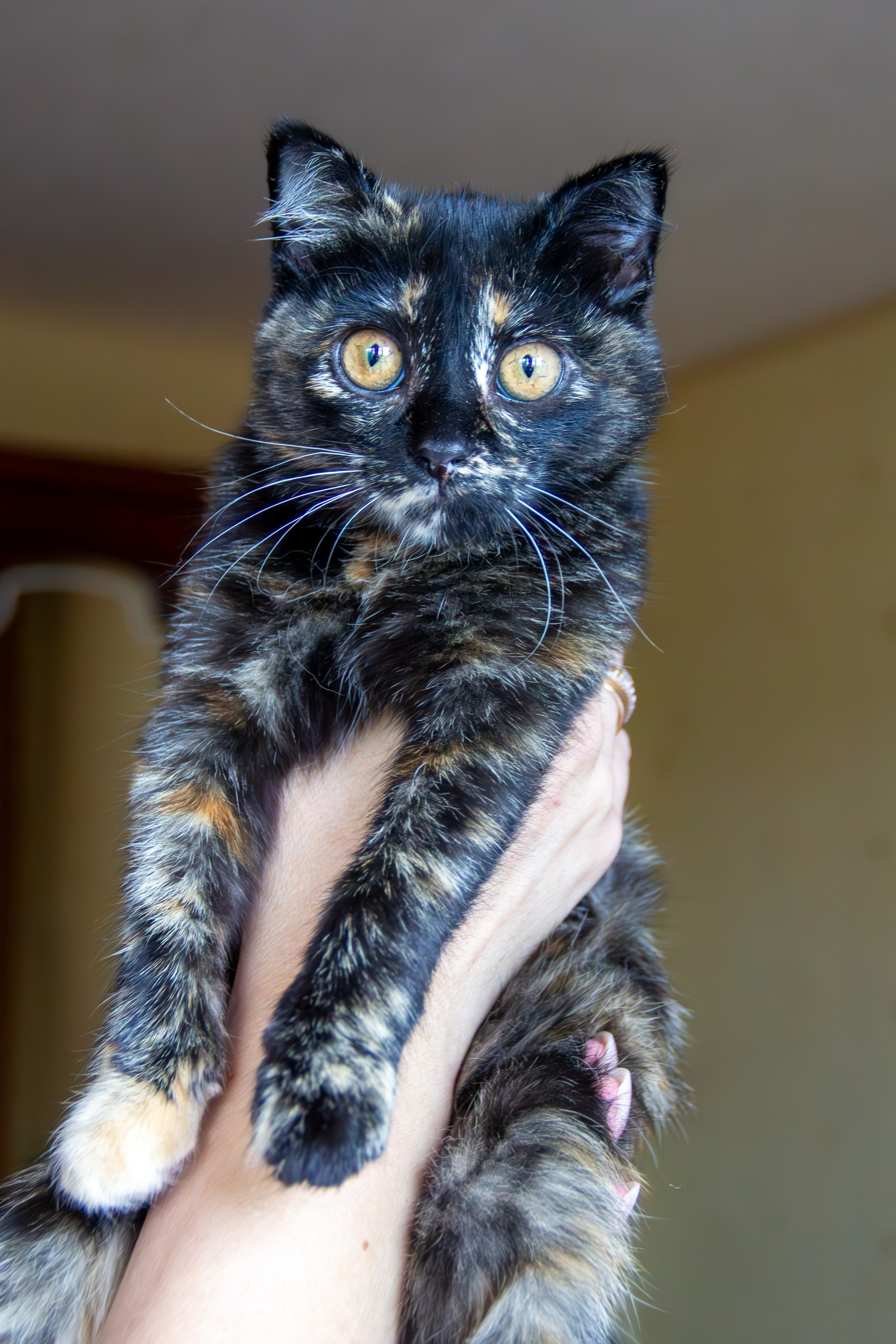 Котёнок Соня. Фотозаметки Лины Юговой | фотограф-анималист