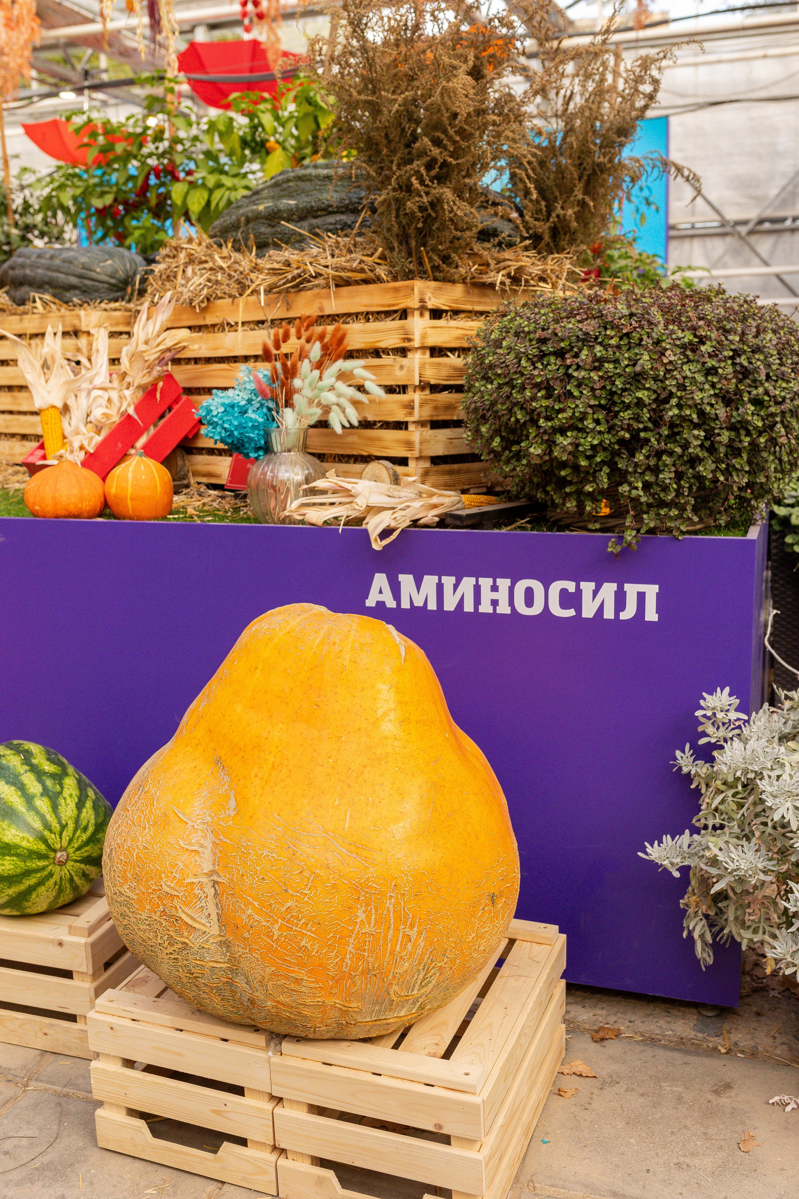 Овощи-гиганты. Александра Куликова фотограф, Москва