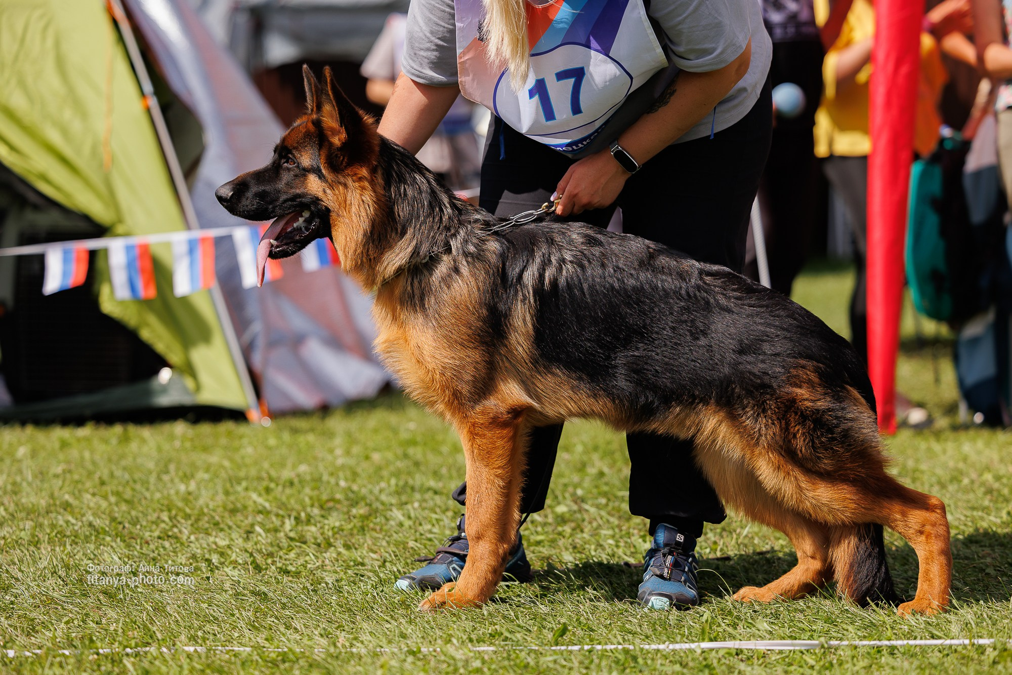 Немецкие овчарки: фото из рингов и вне ринга, мутпроба (фотографии с выставок). Фотограф собак, фотограф-анималист Аня Титова (Titanya). Москва