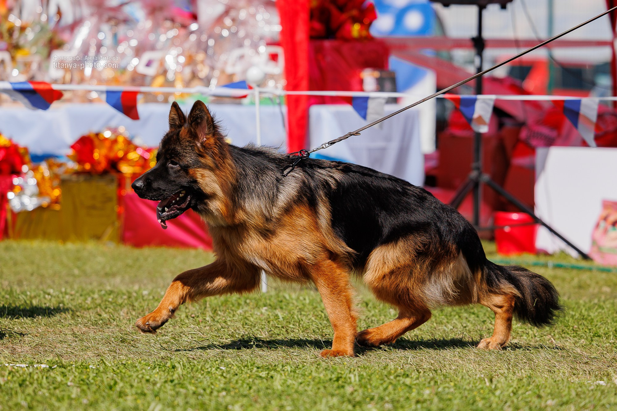 Немецкие овчарки: фото из рингов и вне ринга, мутпроба (фотографии с выставок). Фотограф собак, фотограф-анималист Аня Титова (Titanya). Москва