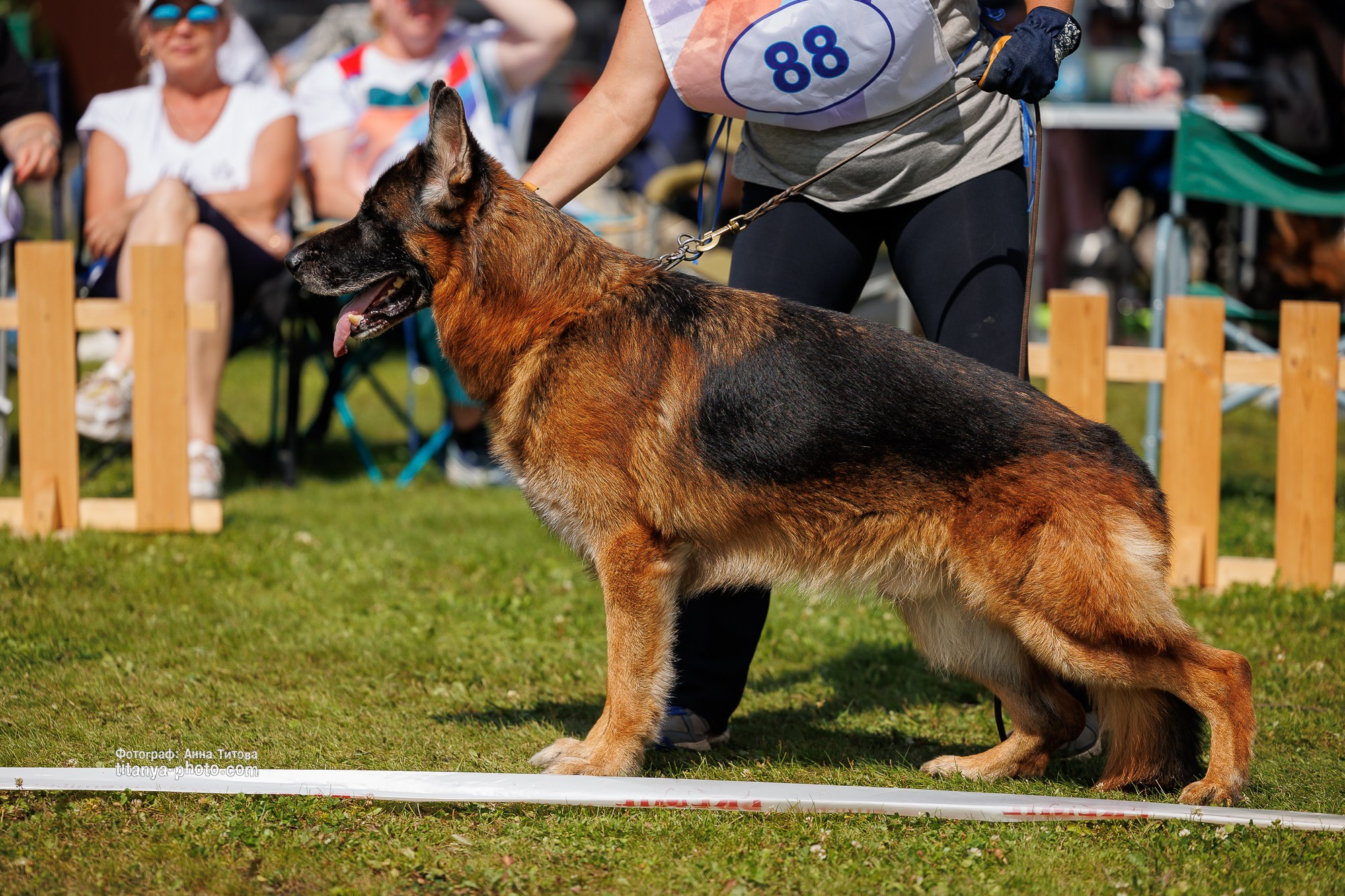 Немецкие овчарки: фото из рингов и вне ринга, мутпроба (фотографии с выставок). Фотограф собак, фотограф-анималист Аня Титова (Titanya). Москва