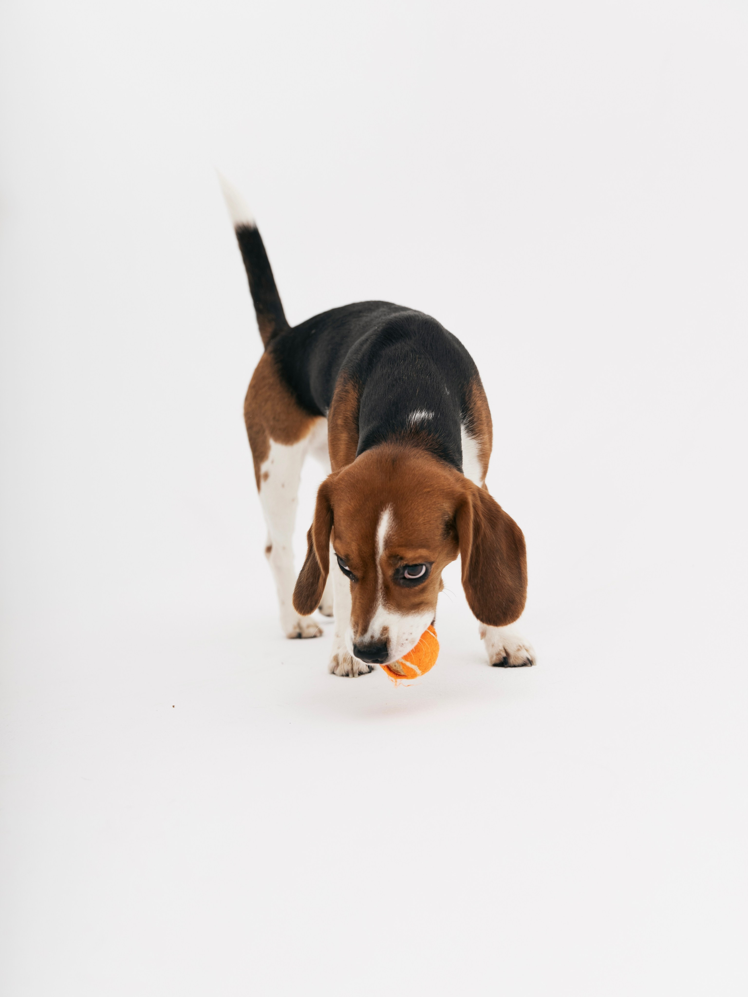 Биглемания. DRIPSTOCK MAG