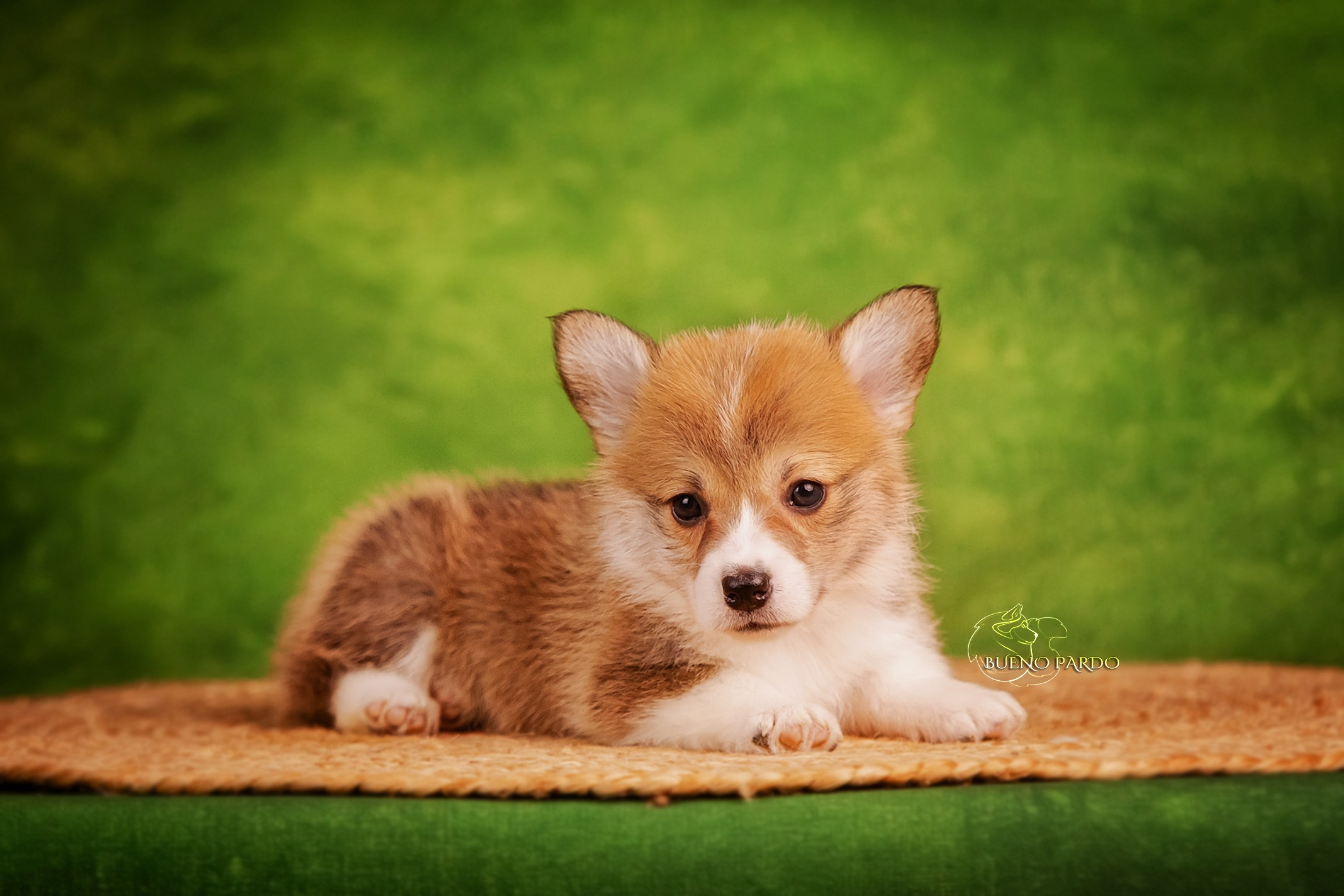 Щенки вельш корги пемброк из питомника. Питомник собак Акита, Хаски, Корги