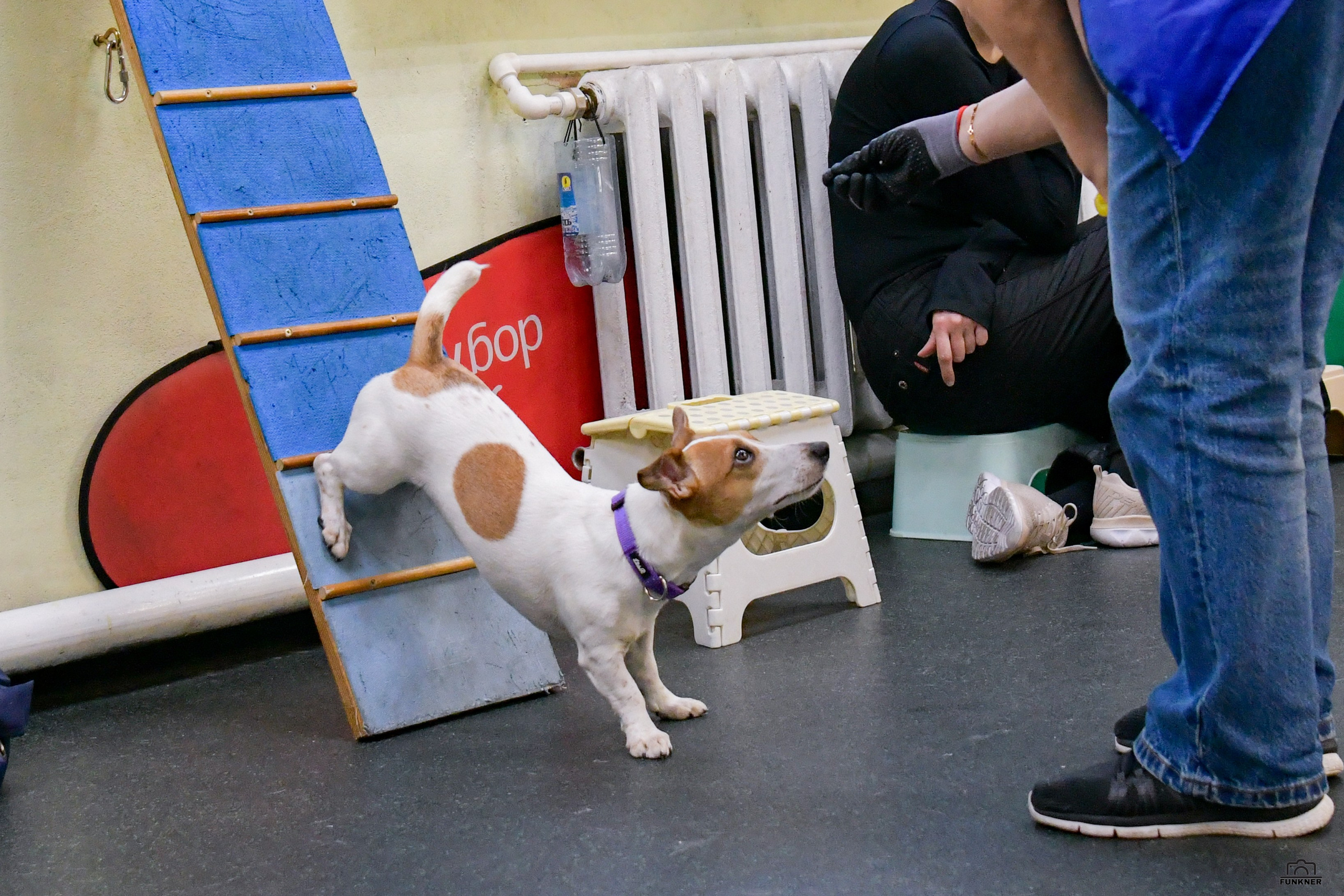 Кинологический клуб «Бодрый хвост». Свой взгляд через объектив