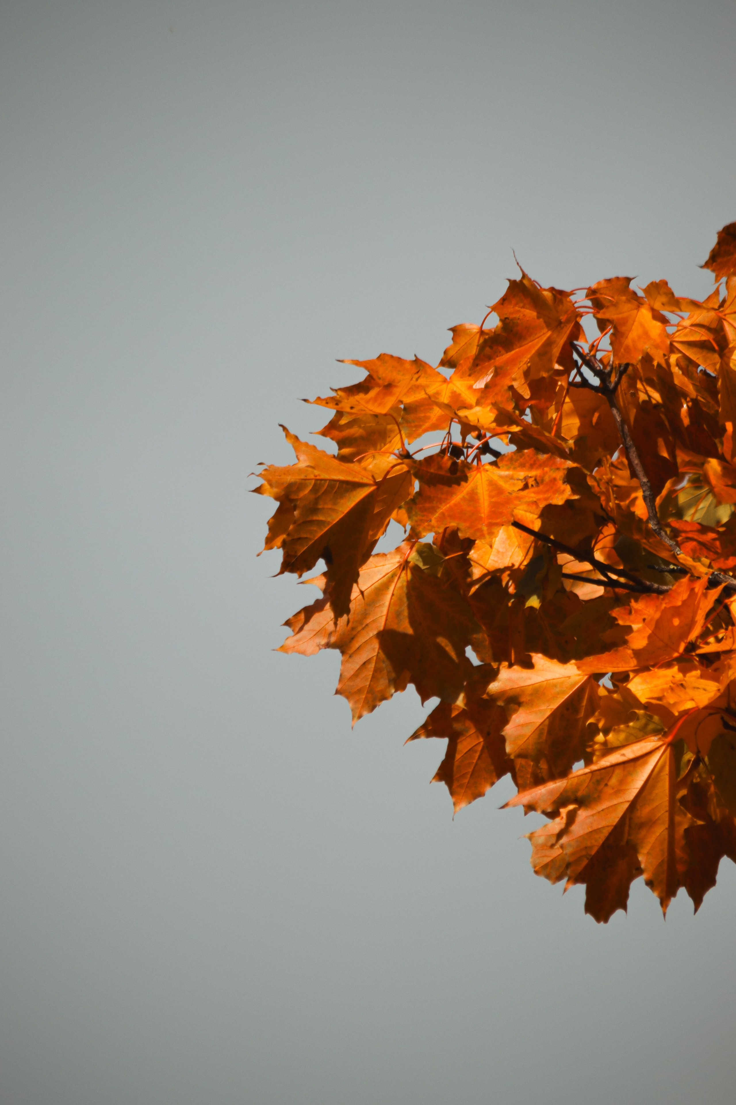 Ж Е Л Т Ы Й. — Digital Noise —