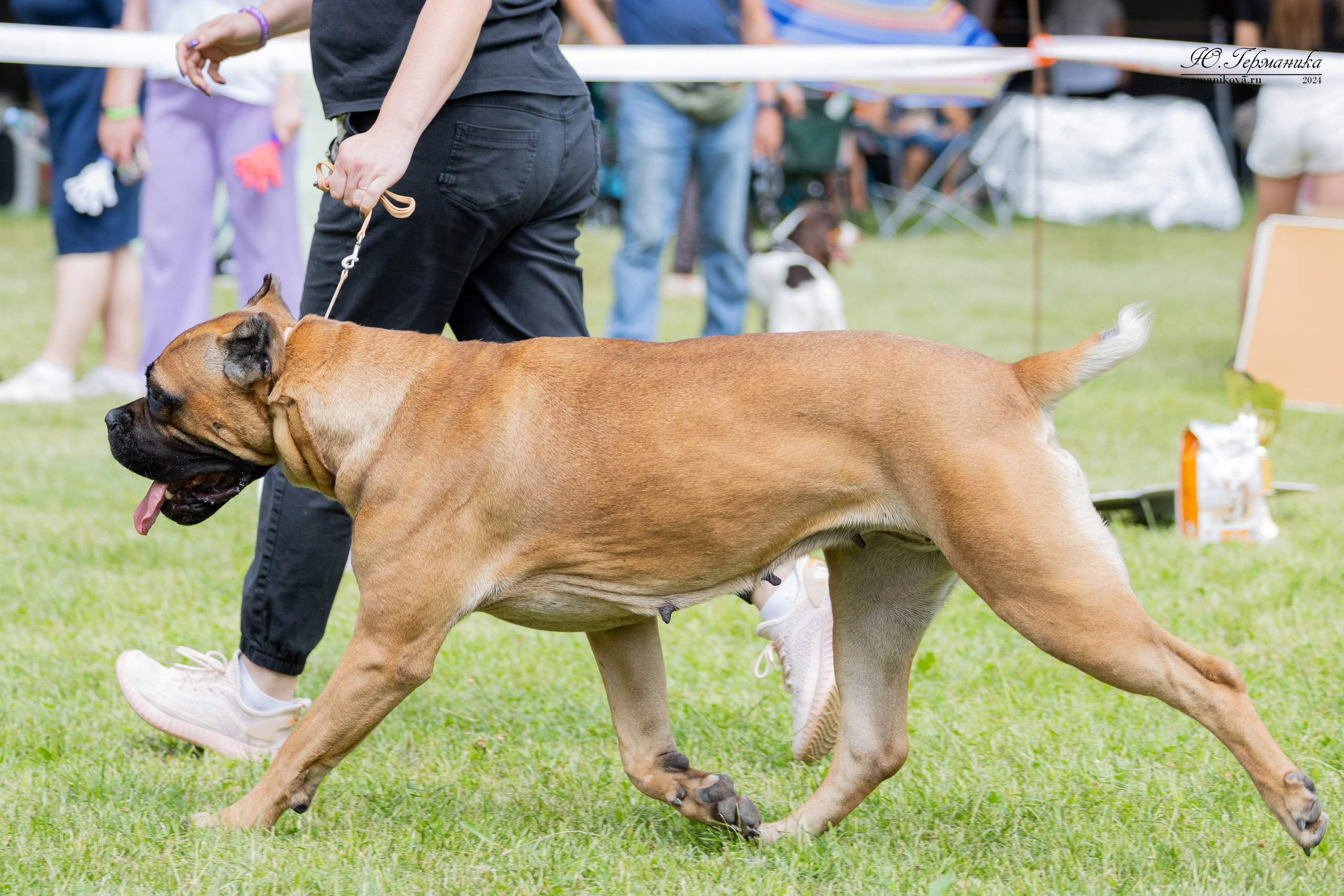 Ярославль 21.07.24 и Балашиха 13.07.24. Фотограф-анималист Юлия Германика