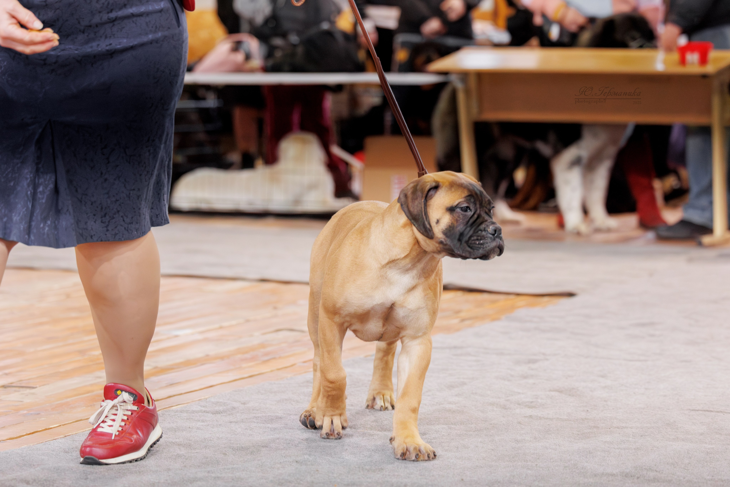 Тверь 21.12.2025. Фотограф-анималист Юлия Германика