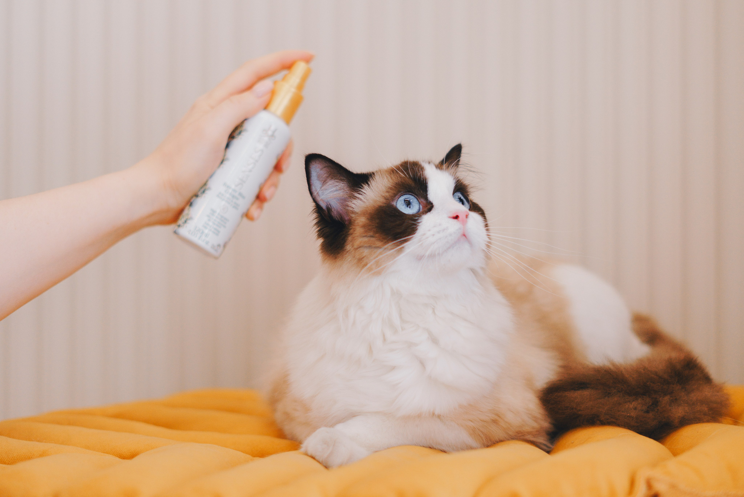 Груминг-салон. Фотограф анималист Осипчикова Мария