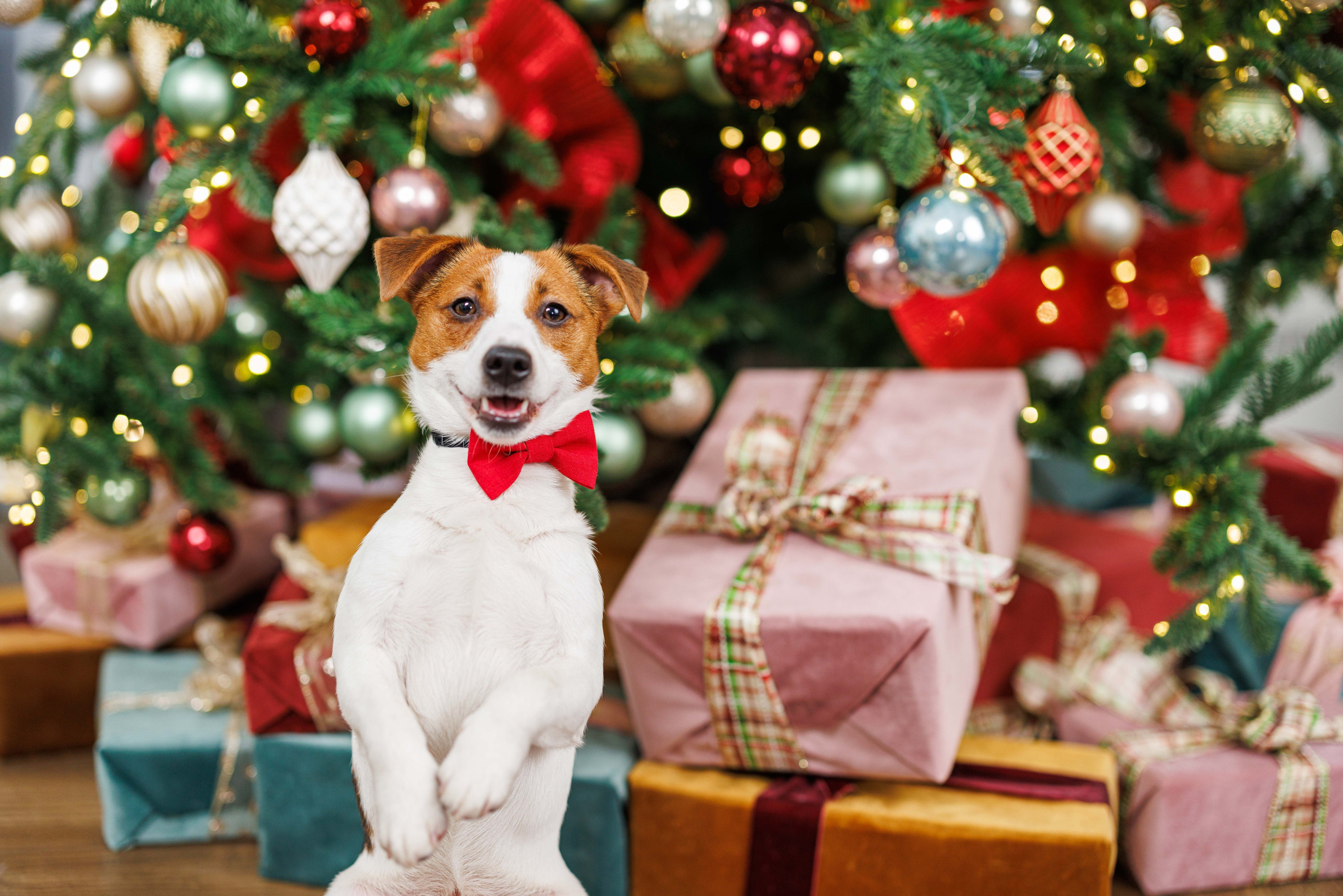 Животные. Фотограф Балаев Михаил