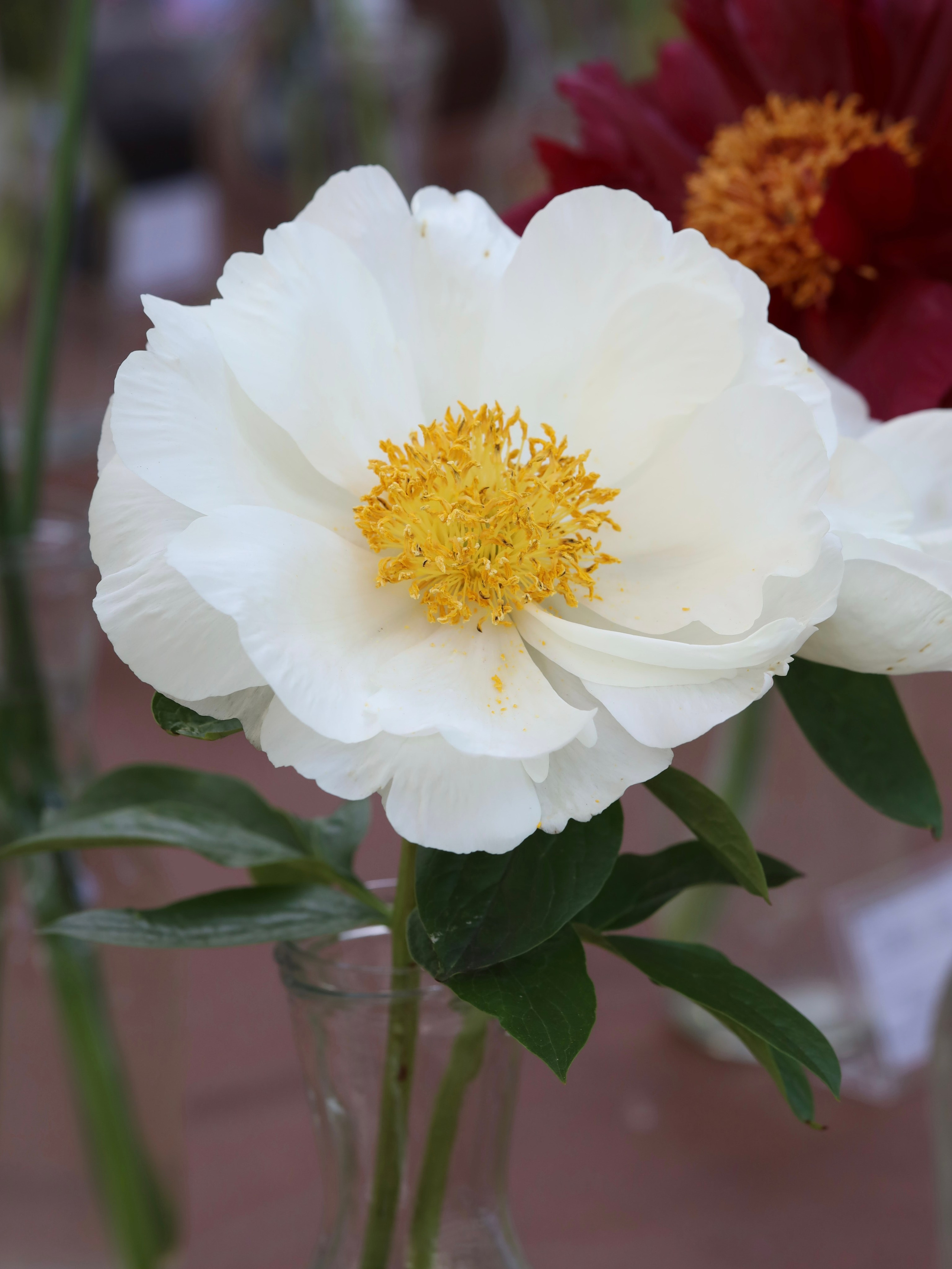 Фестиваль пионов и ирисов в Аптекарском огороде — июнь 2023. Фотосессии и репортаж — Фотограф в Москве — Рина Серёгина