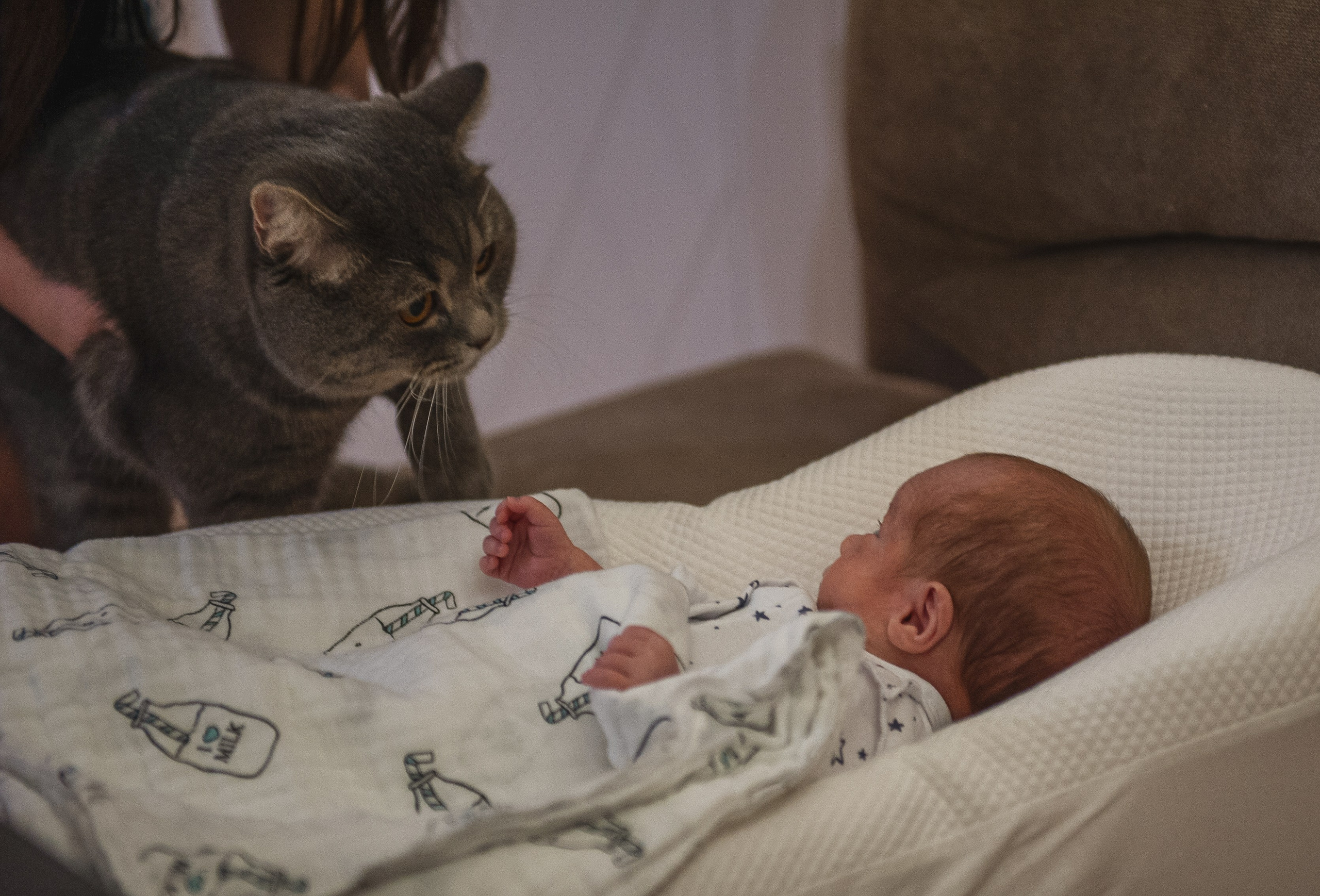 домашний кот впервые увидел новорожденного ребенка. ребенок и кот смотрят друг на друга