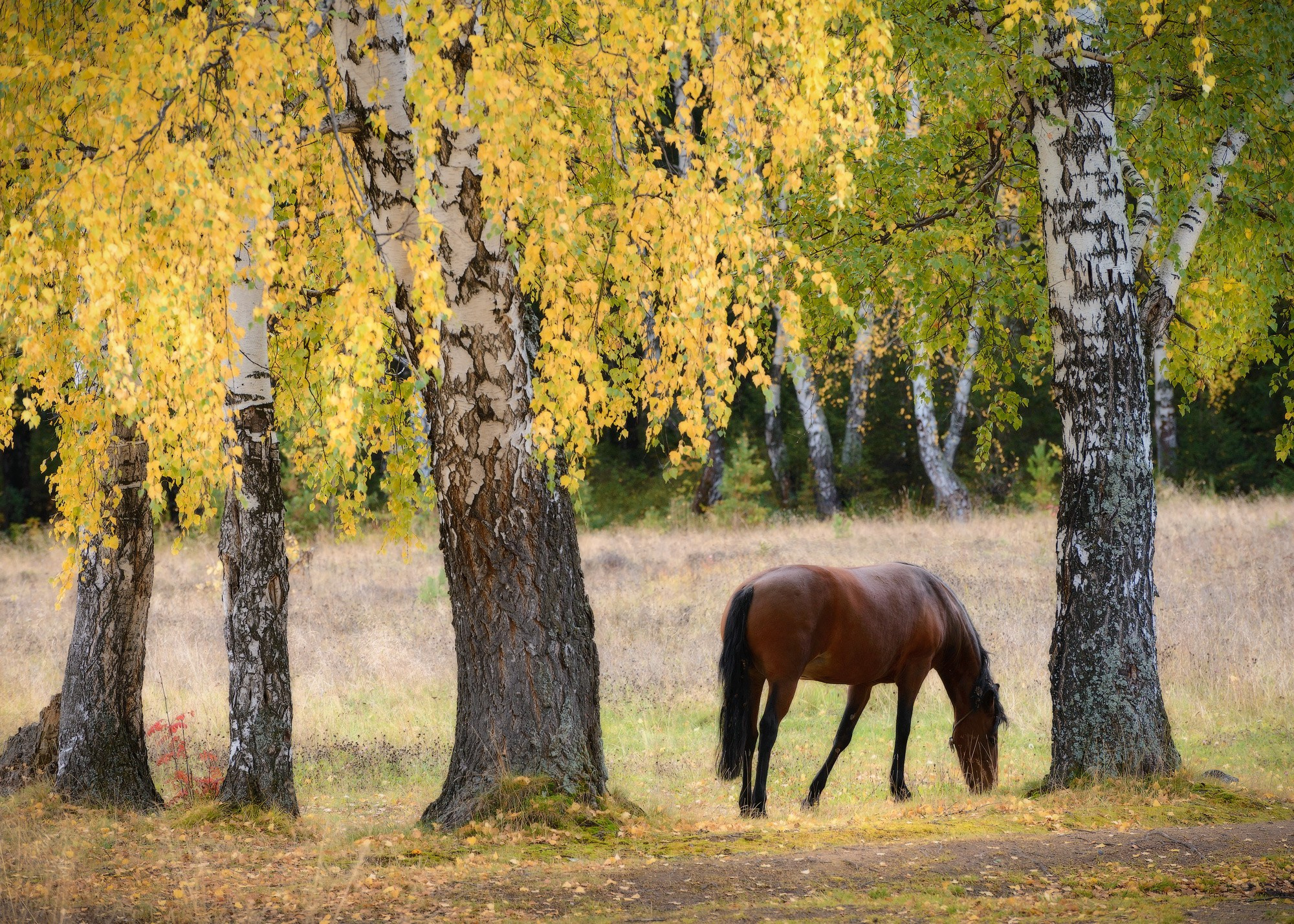 Лошадь в осеннем лесу.