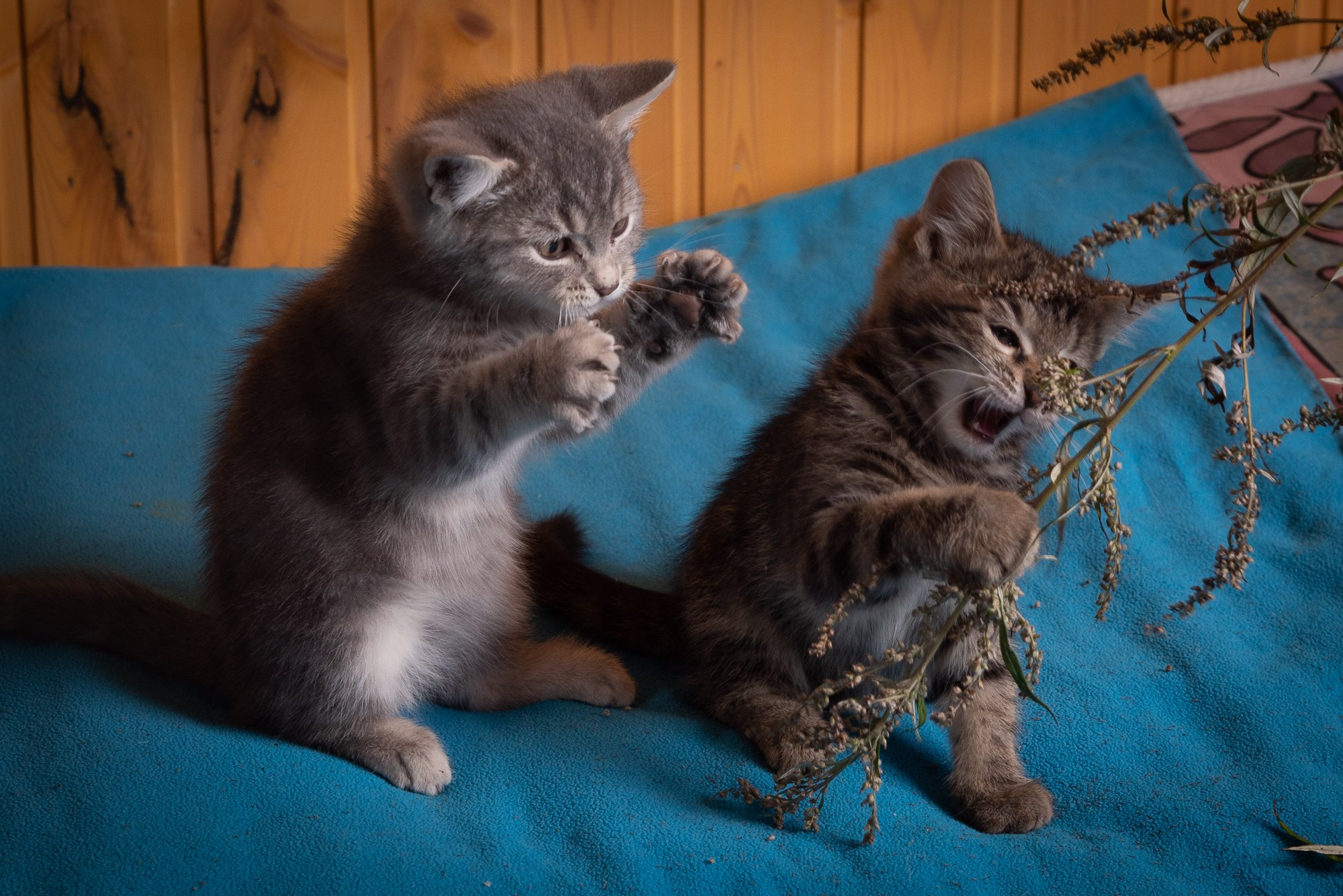 Котострофа. Фотограф Евгений Симохин