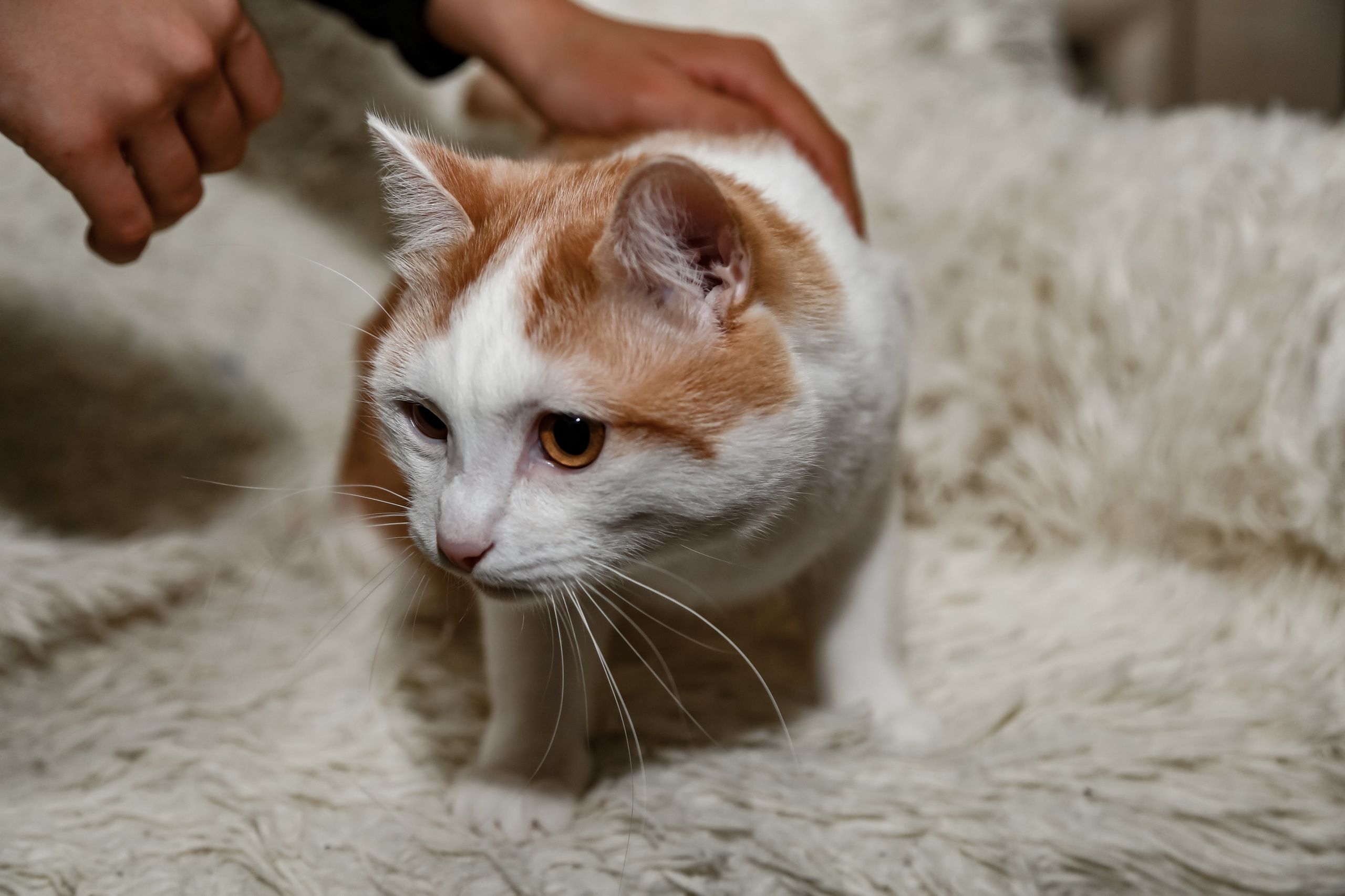 Приют Кошкин Дом Филимоша. Ваш фотограф в Оренбурге Рощупкина Екатерина