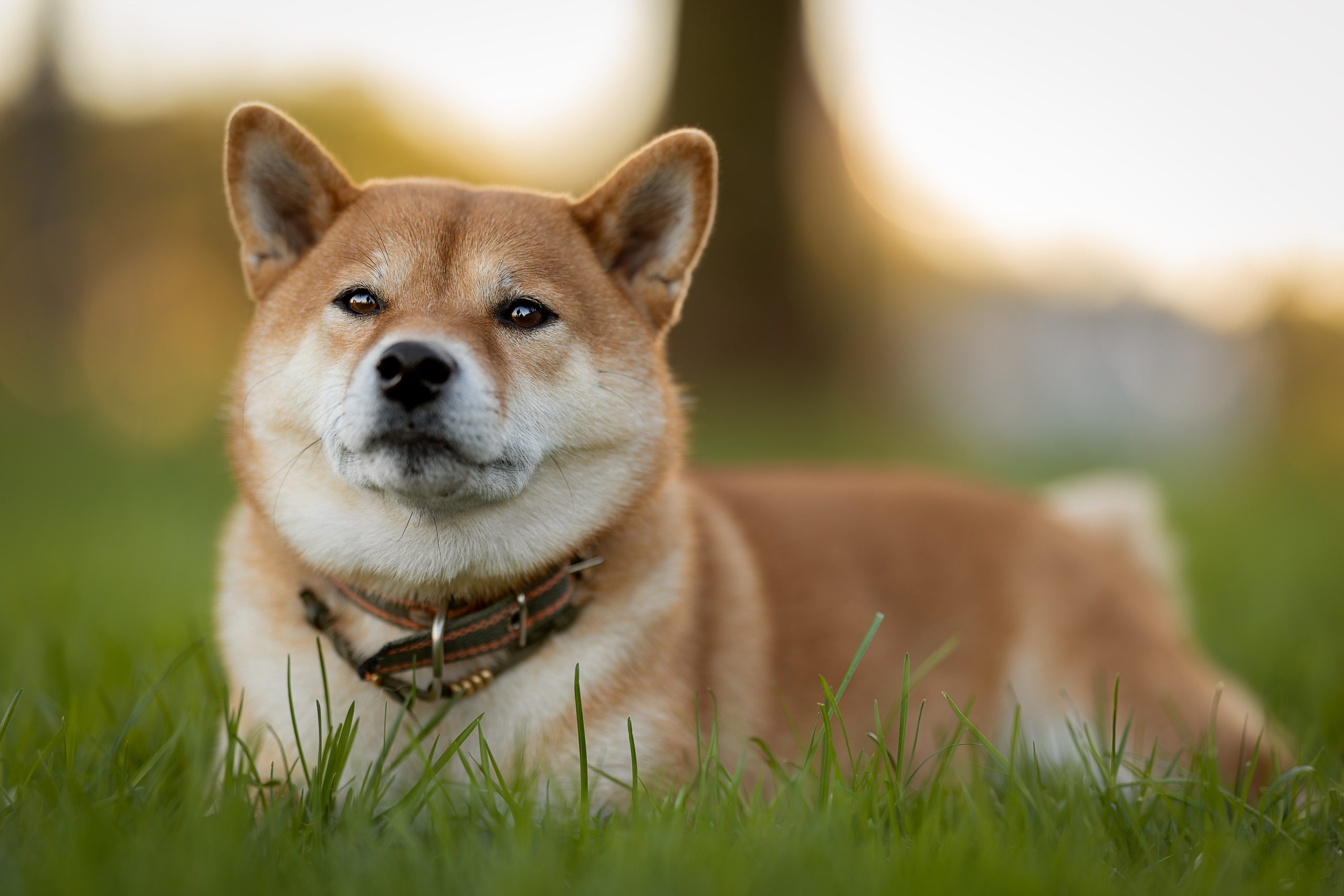 Иви, Сиба-Ину. Ирина Голомб|Фотограф-анималист в  Сочи и Калининграде