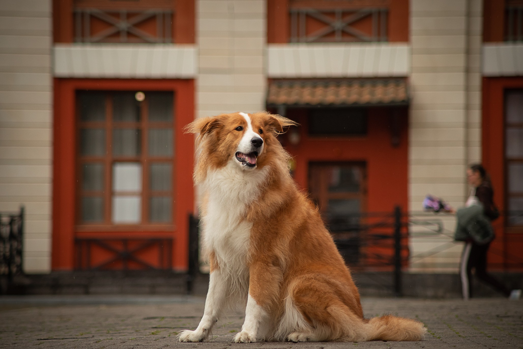 Терри, метис. Ирина Голомб|Фотограф-анималист в  Сочи и Калининграде