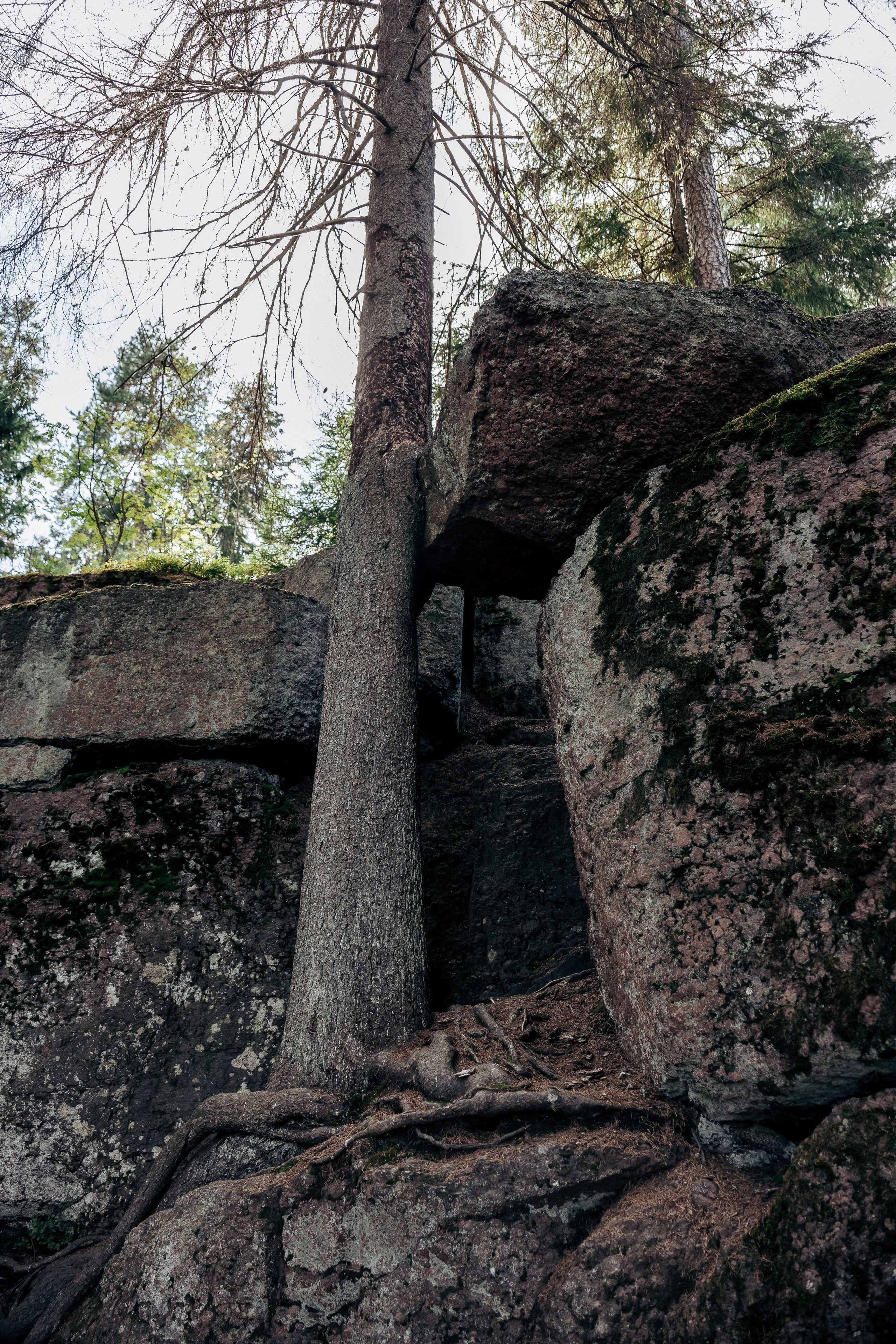 Фотосессия в лесу. Профессиональный фотограф в Санкт-Петербурге Александр Волосенцев