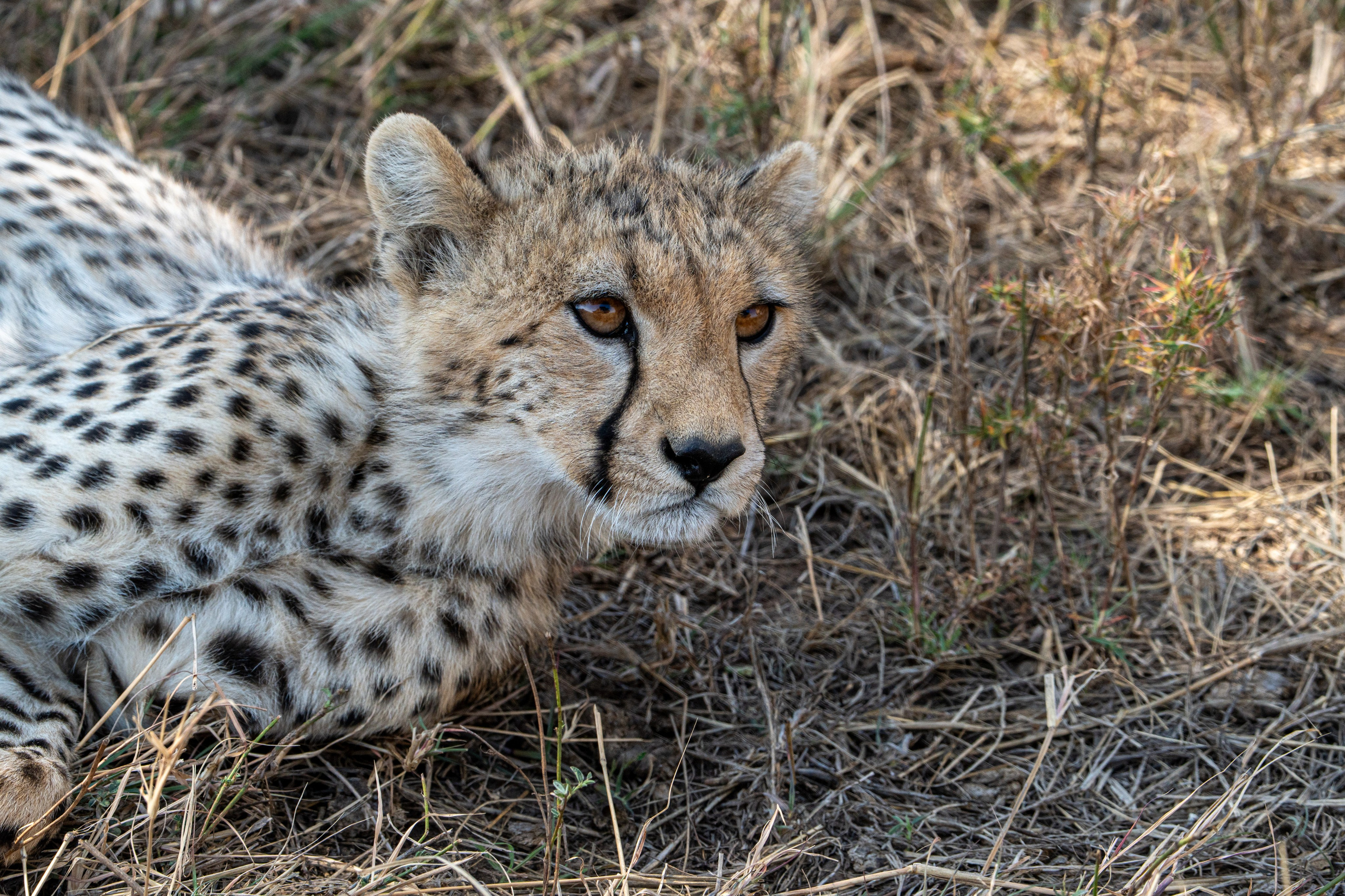 Танзания, сафари, 2025. Творческие сьемки