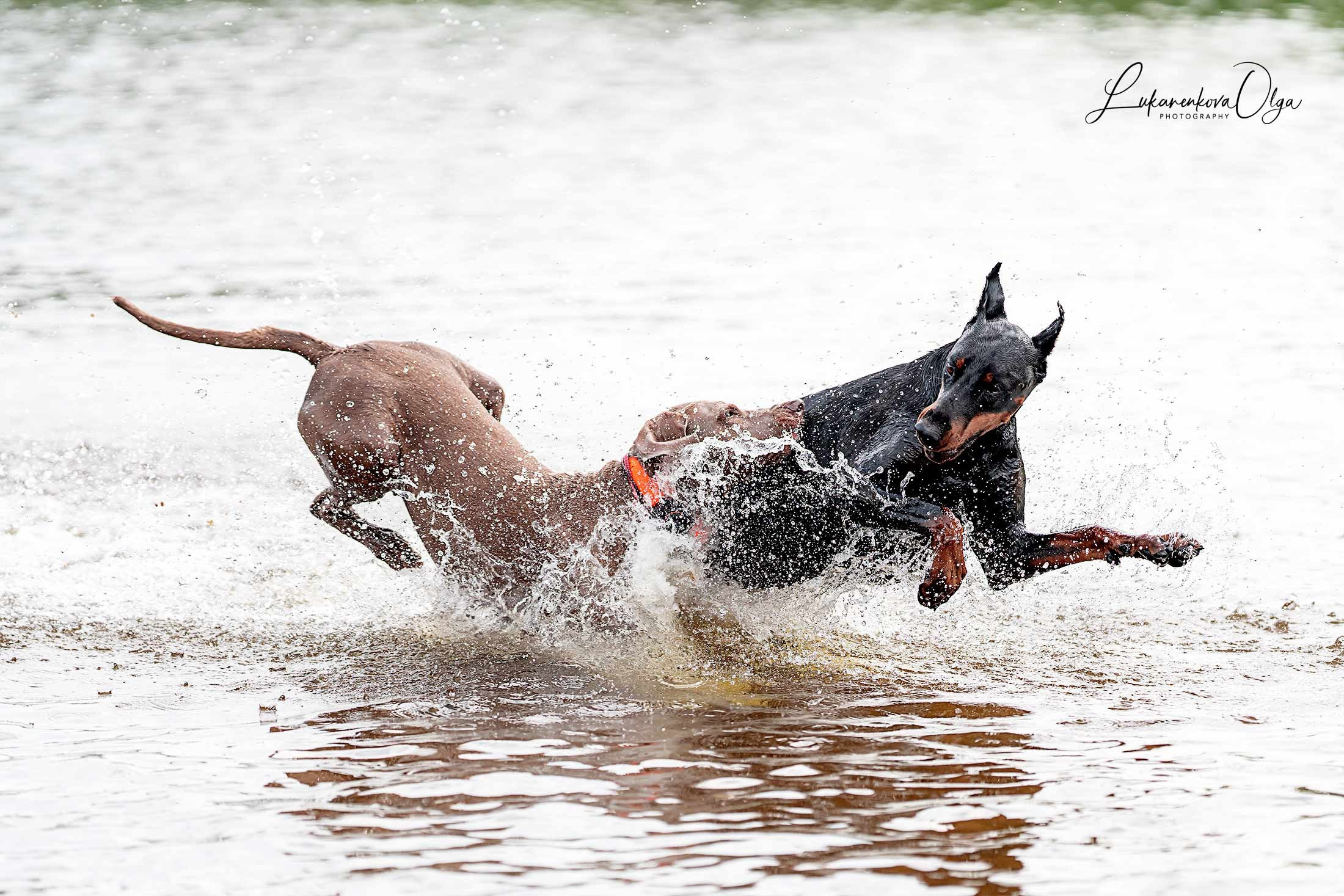 Фанта и Асти. Фотограф анималист Ольга Луканенкова в Москве