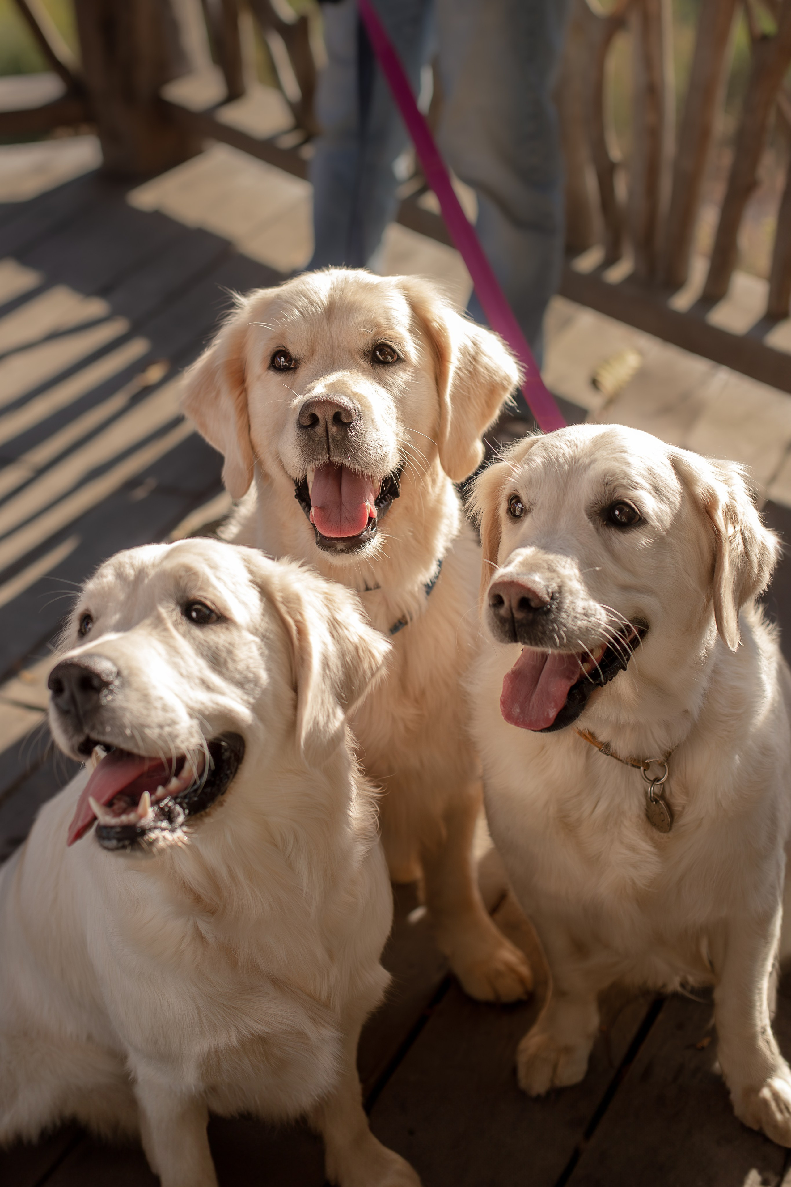 Асти, Делфи и Фреска, Голден Ретриверы. Ирина Голомб|Фотограф-анималист в  Сочи и Калининграде
