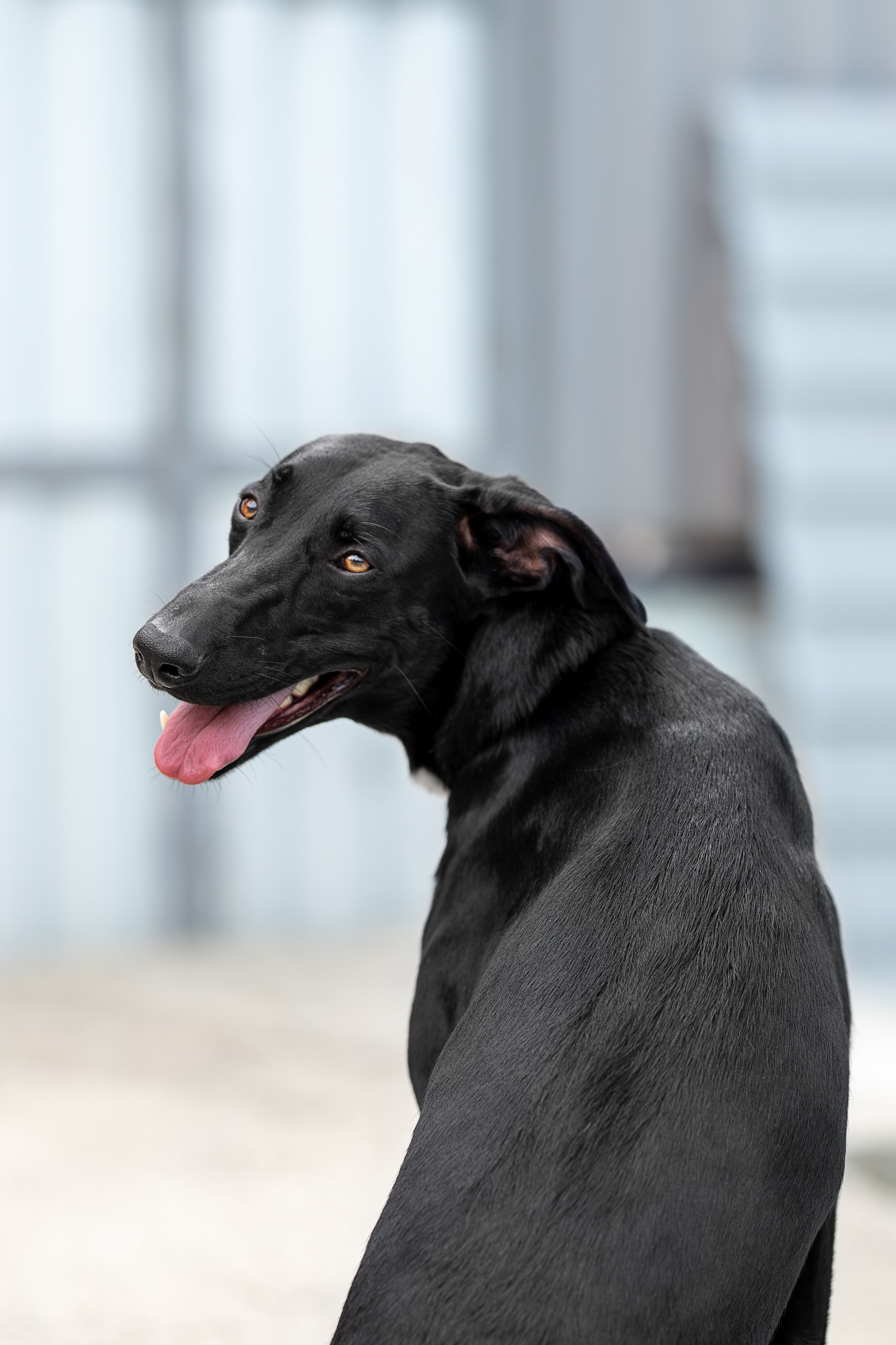 Мини-приют «Возрождение». Ирина Голомб|Фотограф-анималист в  Сочи и Калининграде