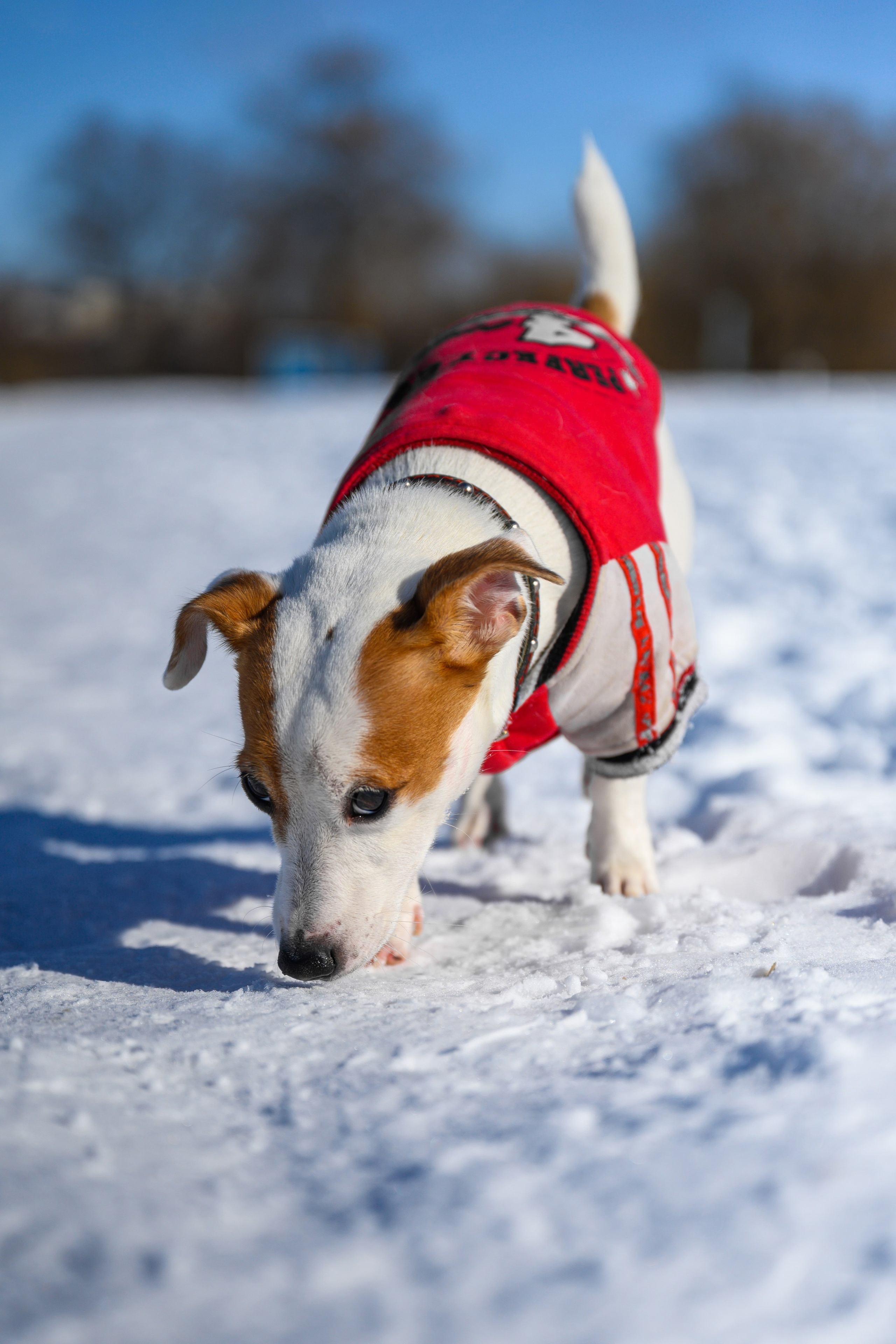 Джек Рассел. Bazarkom-photo.ru Фотограф Виктор Оськин в Старом Осколе