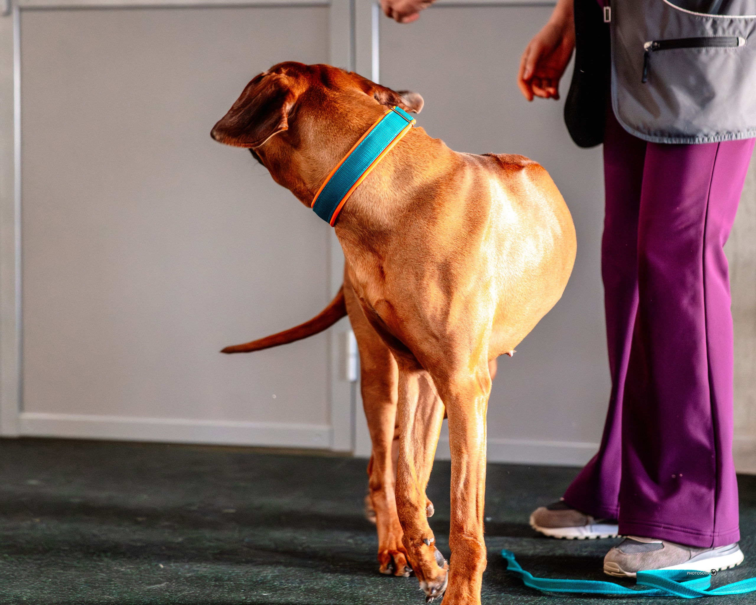 ТЫ И Я (соревнования по ралли-обидиенс). Фотограф-анималист, семейный фотограф в Москве и Подмосковье. Фотосъёмка кинологических дисциплин