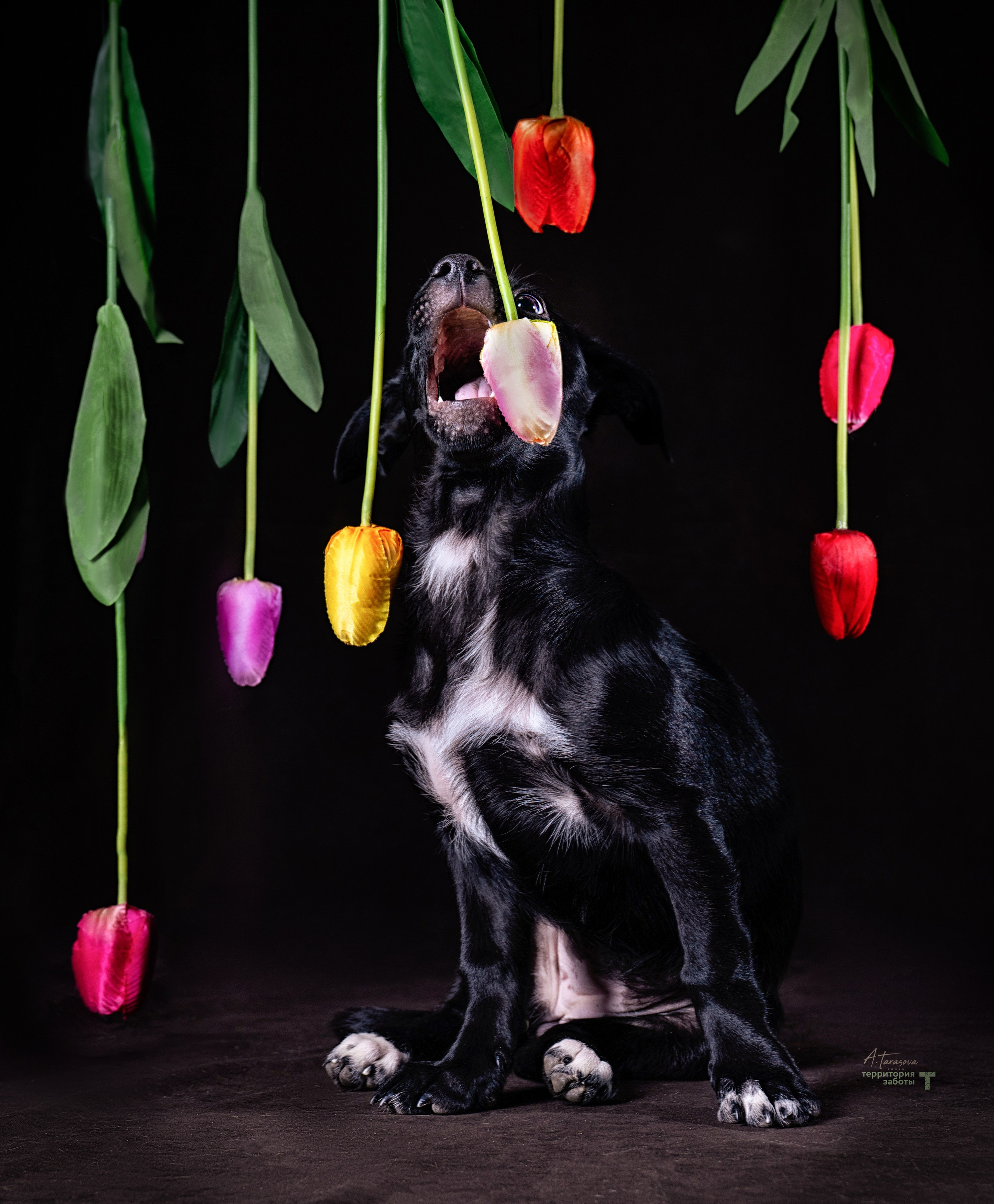 ФОТОПАМЯТЬ ВАШИХ ЭМОЦИЙ. Фотограф-анималист, семейный фотограф в Москве и Подмосковье. Фотосъёмка кинологических дисциплин