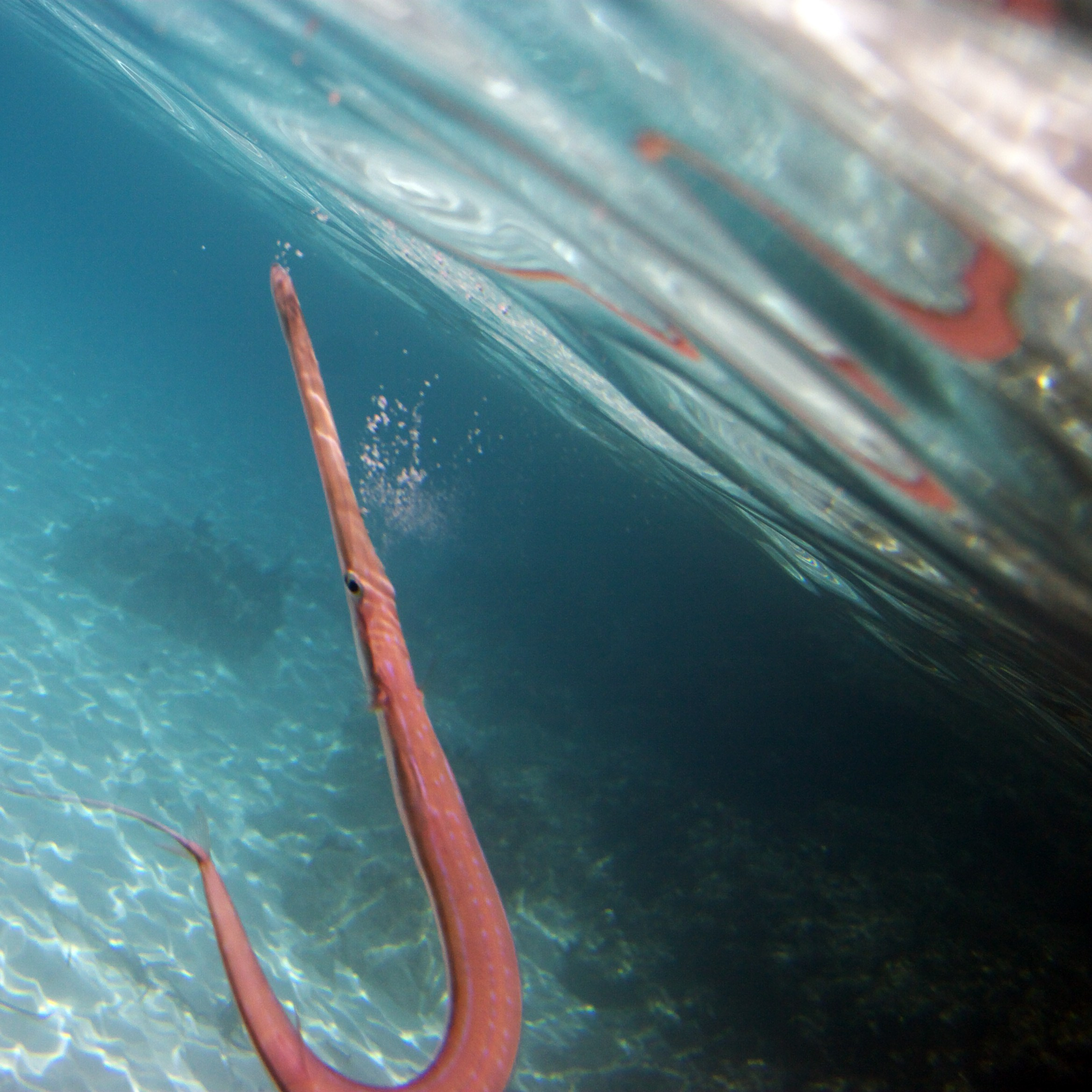 Под водой. Миша Печёнкин | фотография