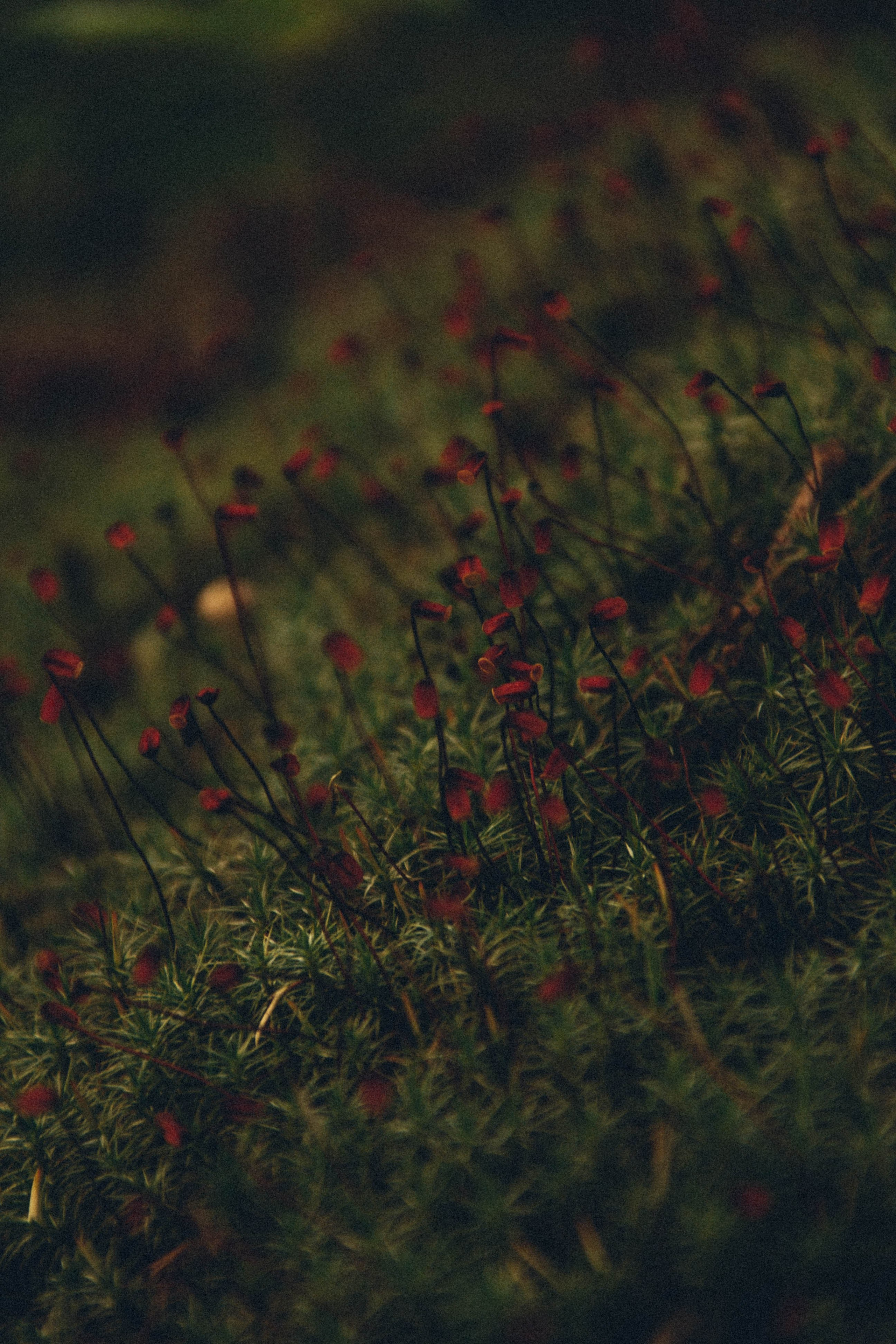 Природа. Darinishna Фэнтези-фотограф Хабаровск