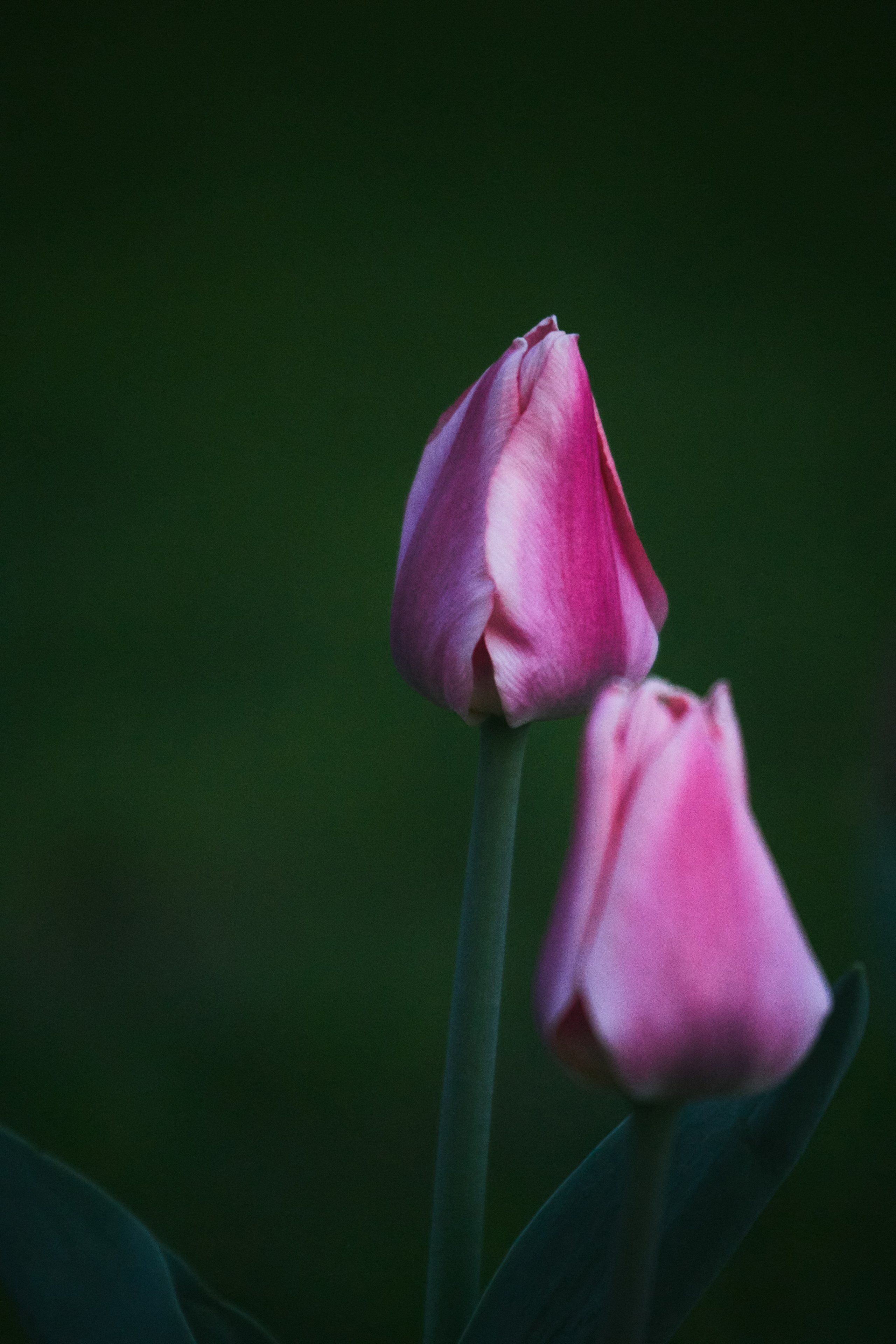 Природа. Фотограф в Ростове-на-Дону Ника Обида