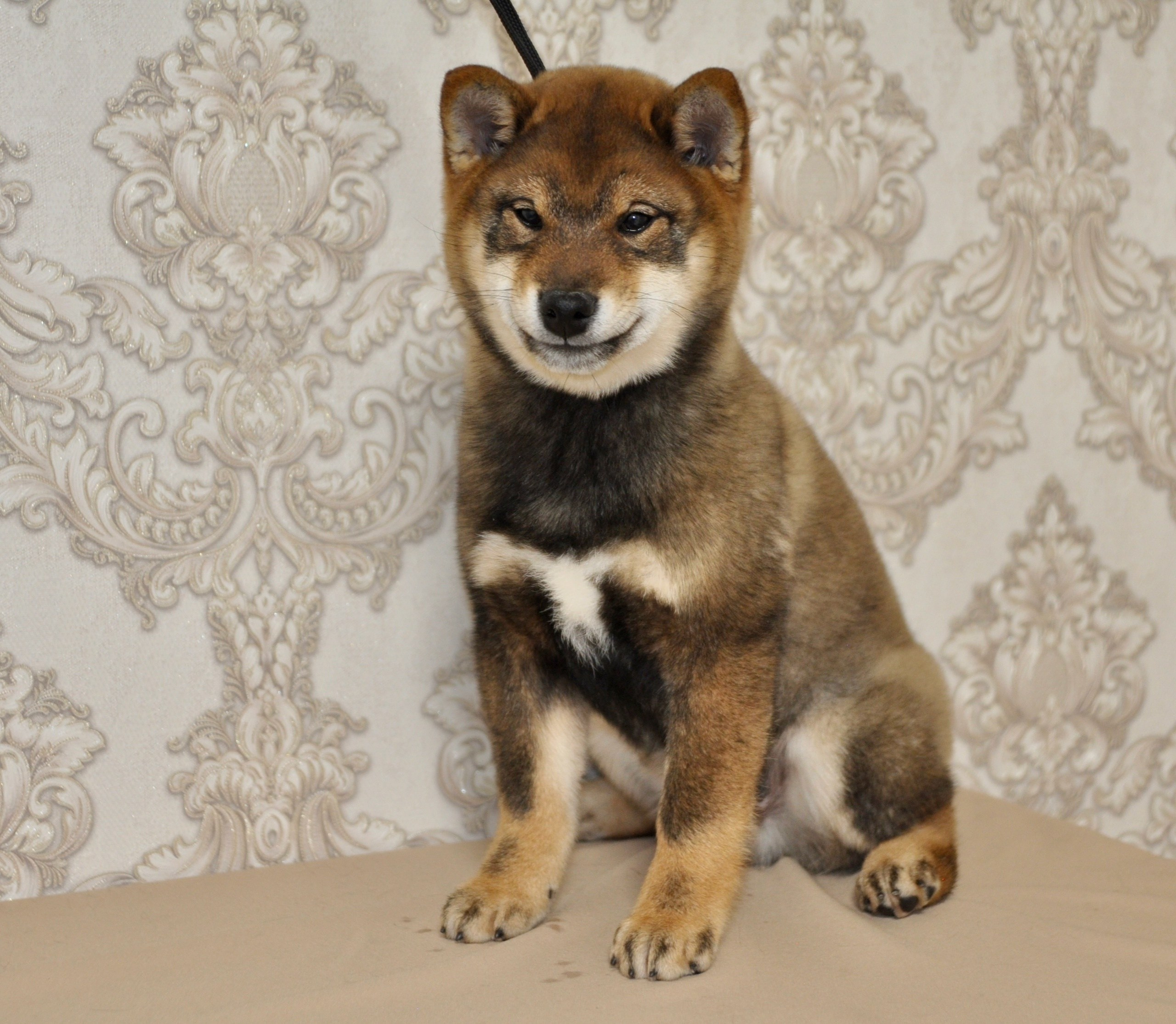 Шаман (сезам) * Шу_ Шаолинь Цукан. AMERICAN AKITA RUBYLIGHT KENNEL I SHIBA-INU
