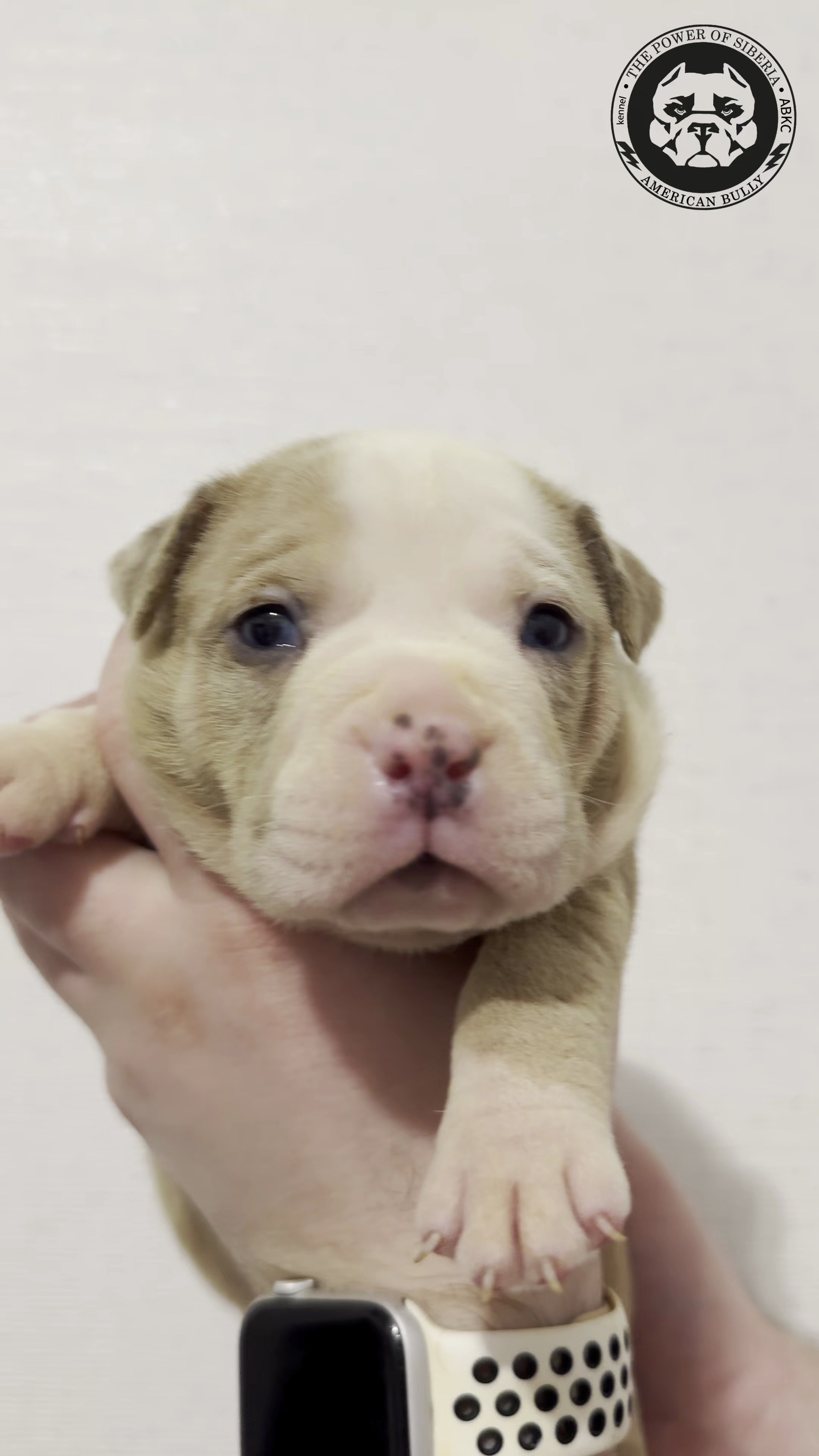 Свободные щенки Американский Булли, в типах покет, классик, стандарт. Американский Булли в г. Ростов-на-Дону. Питомник THE POWER OF SIBERIA