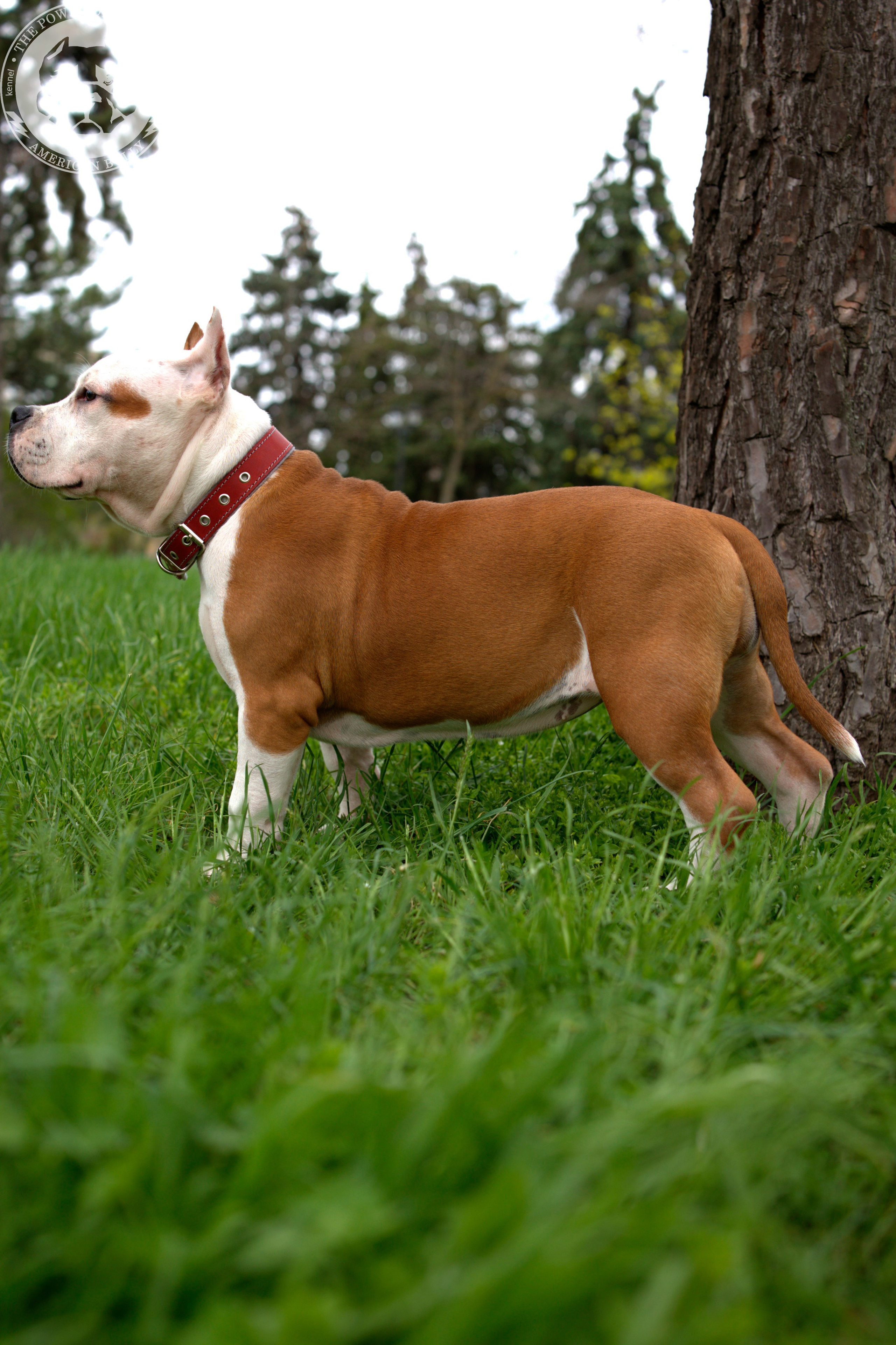 Свободные щенки Американский Булли, в типах покет, классик, стандарт. Американский Булли в г. Ростов-на-Дону. Питомник THE POWER OF SIBERIA