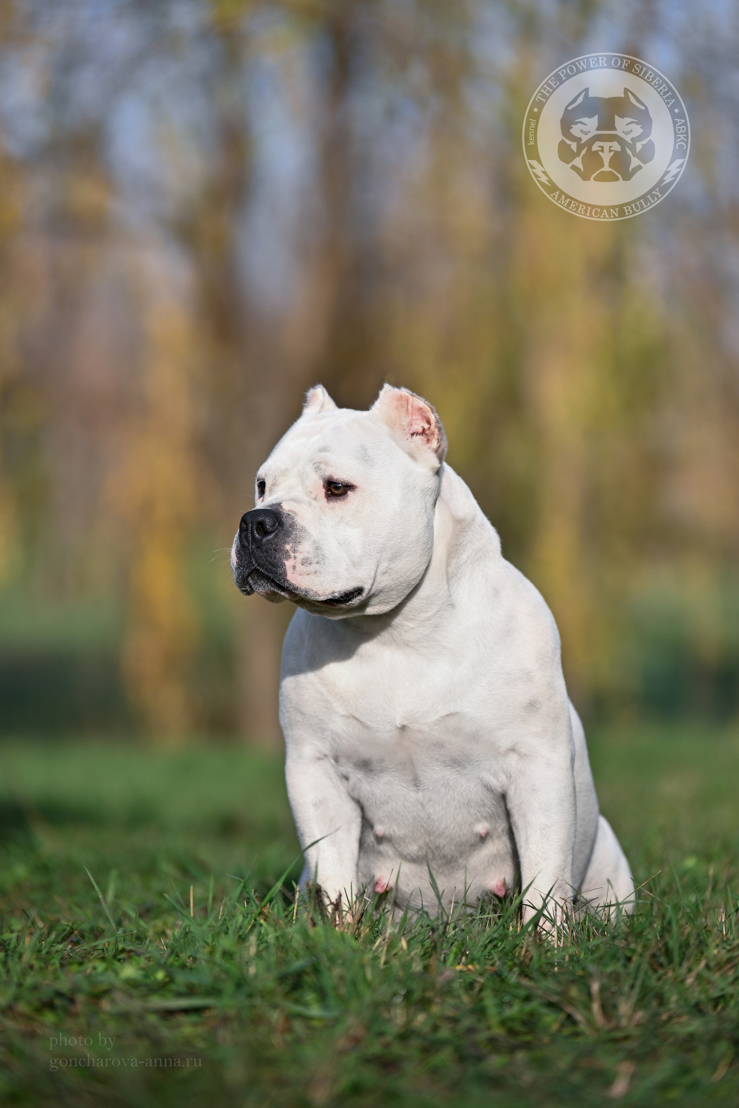 THE POWER OF SIBERIA MIA. Американский Булли в г. Ростов-на-Дону. Питомник THE POWER OF SIBERIA