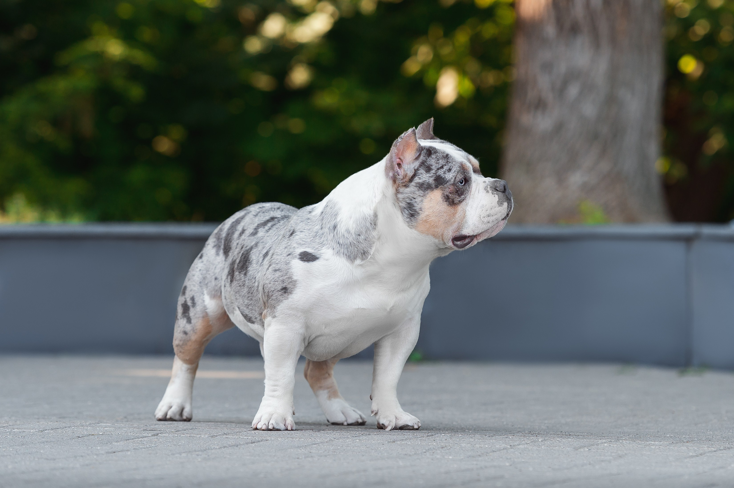 Июньские фотографии Каспера. Американский Булли в г. Ростов-на-Дону. Питомник THE POWER OF SIBERIA