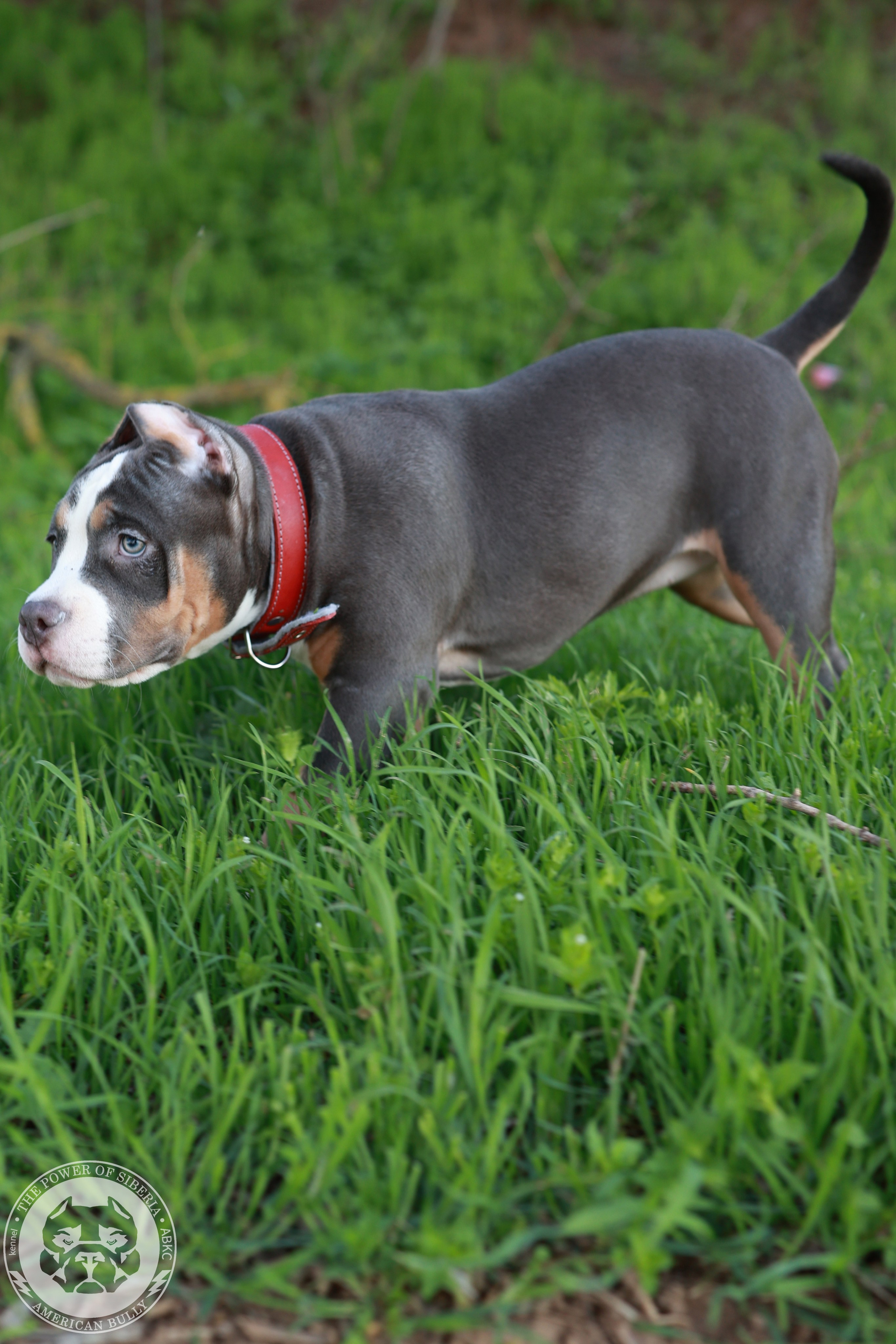 Свободные щенки Американский Булли, в типах покет, классик, стандарт. Американский Булли в г. Ростов-на-Дону. Питомник THE POWER OF SIBERIA