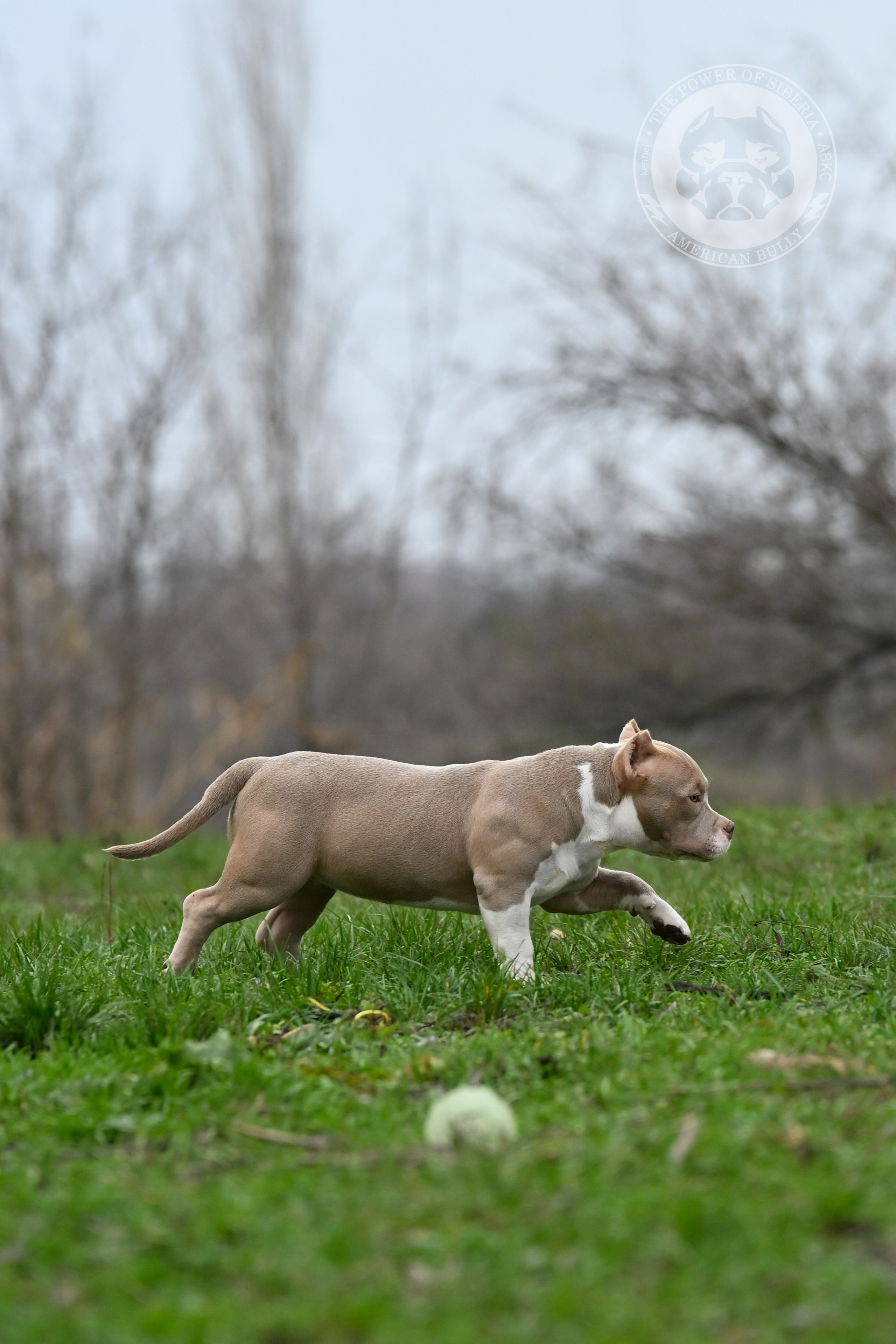 NIRVANA KENNEL LEONA — TPOS. Американский Булли в г. Ростов-на-Дону. Питомник THE POWER OF SIBERIA