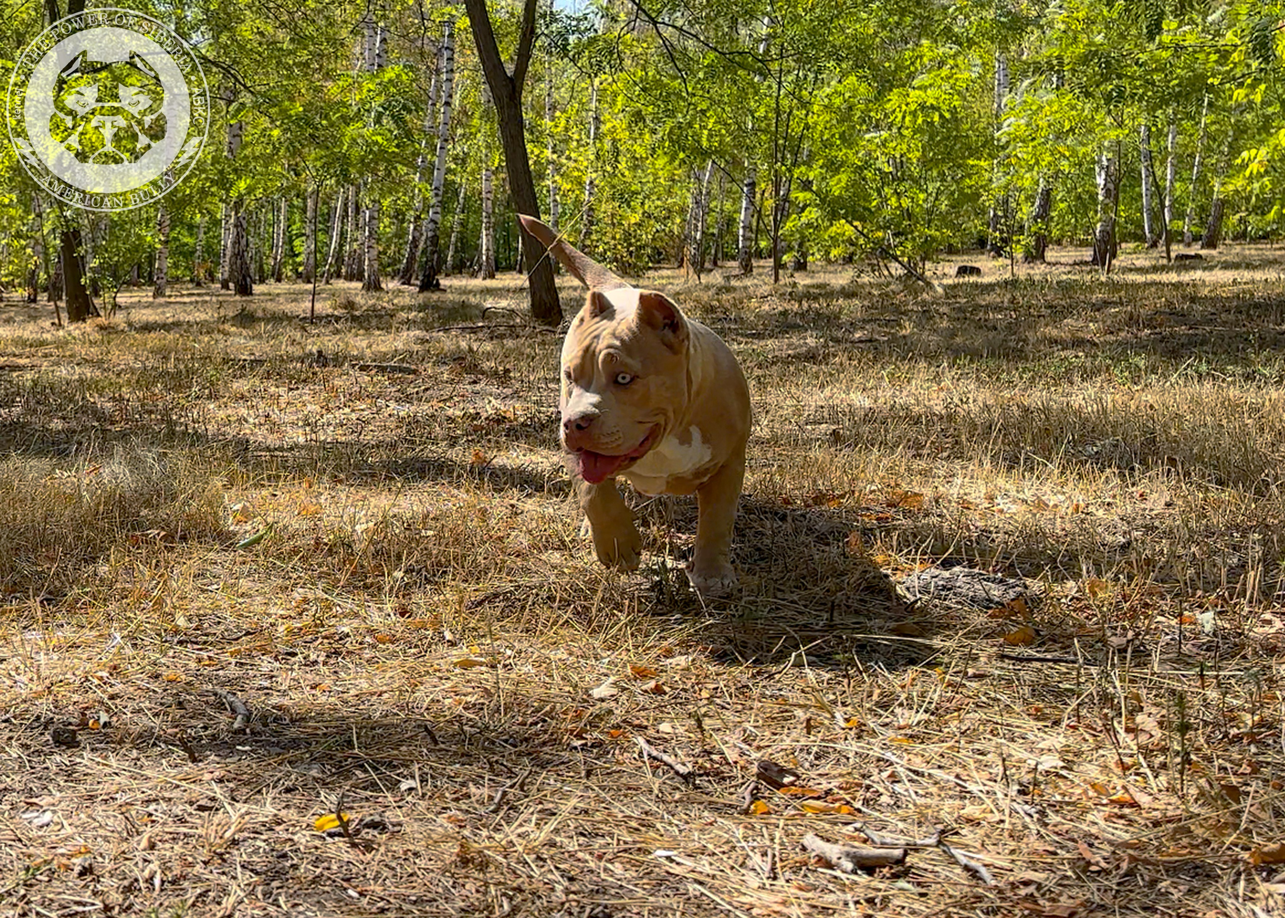 Помет Каспер и Тагира. 21.04.25. Американский Булли в г. Ростов-на-Дону. Питомник THE POWER OF SIBERIA