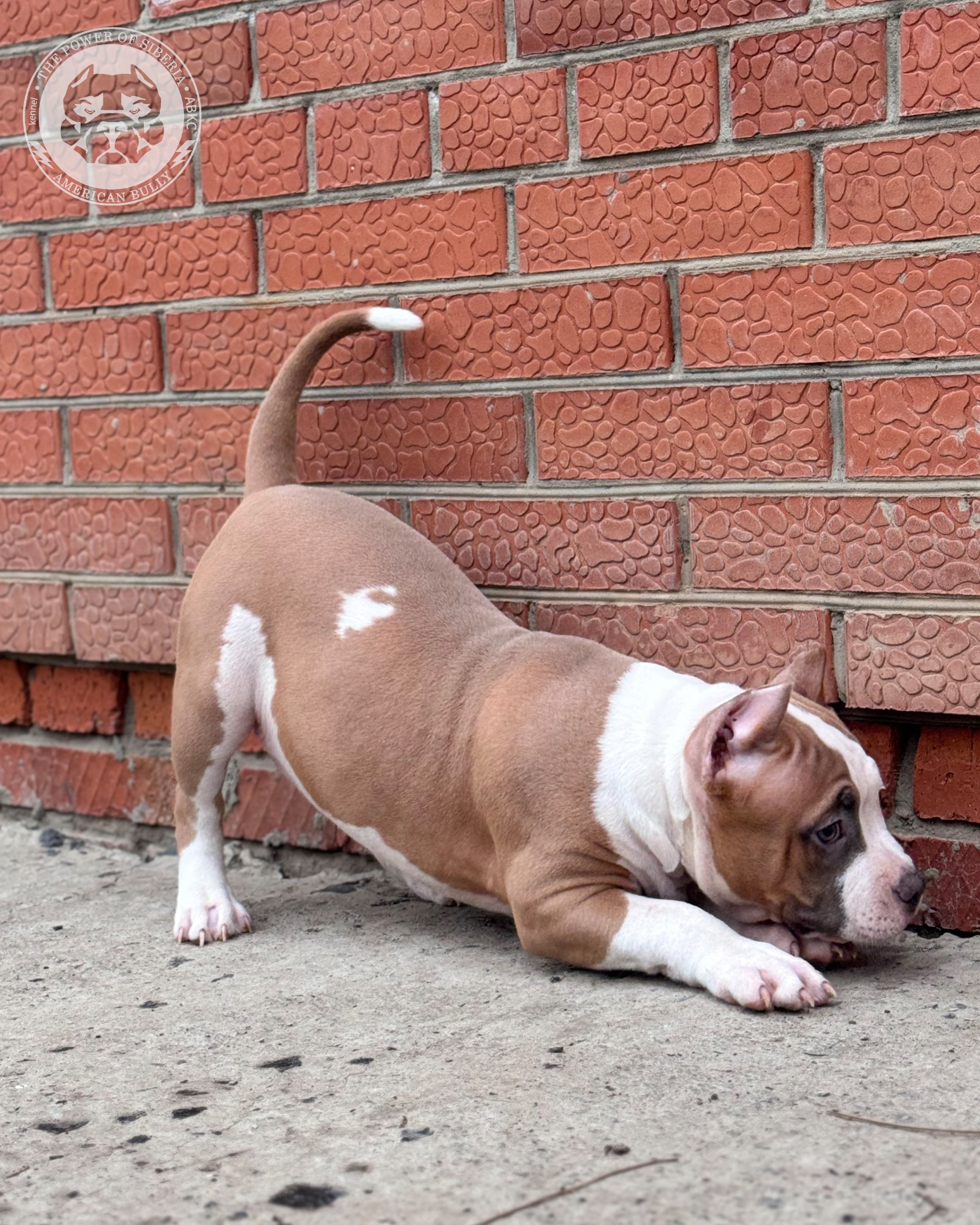 Свободные щенки Американский Булли стандарт и Свободные щенки Американский Булли классик. Американский Булли в г. Ростов-на-Дону. Питомник THE POWER OF SIBERIA
