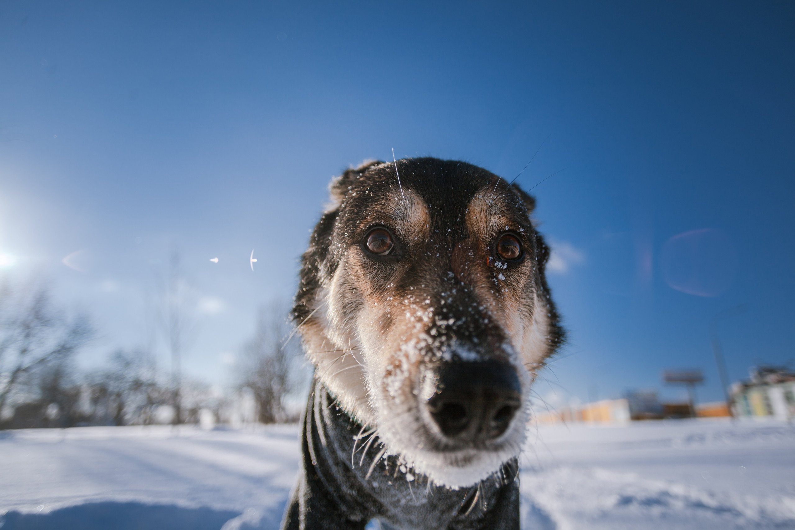 Зимняя экспресс съемка Дюка. Фотограф-анималист Татьяна Степанова