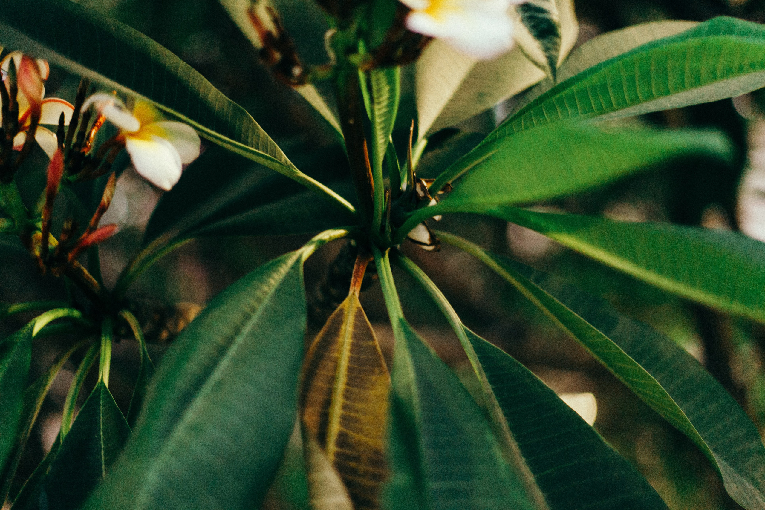 Малага. Аня Степанова