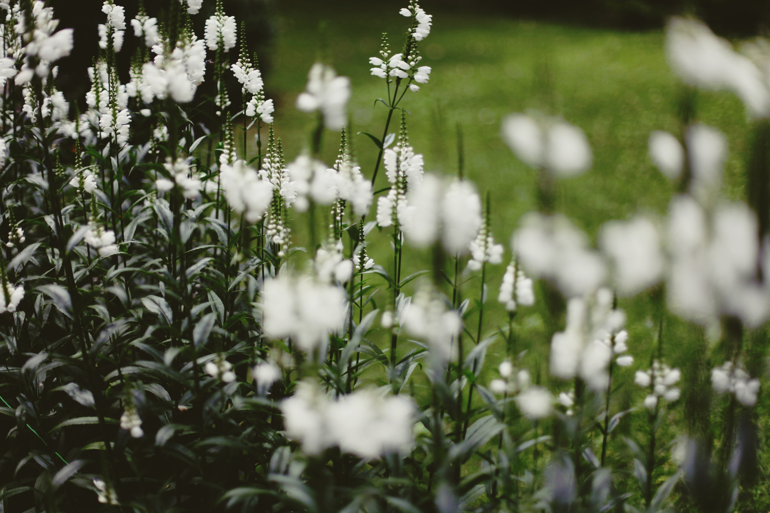 Болгария. Аня Степанова