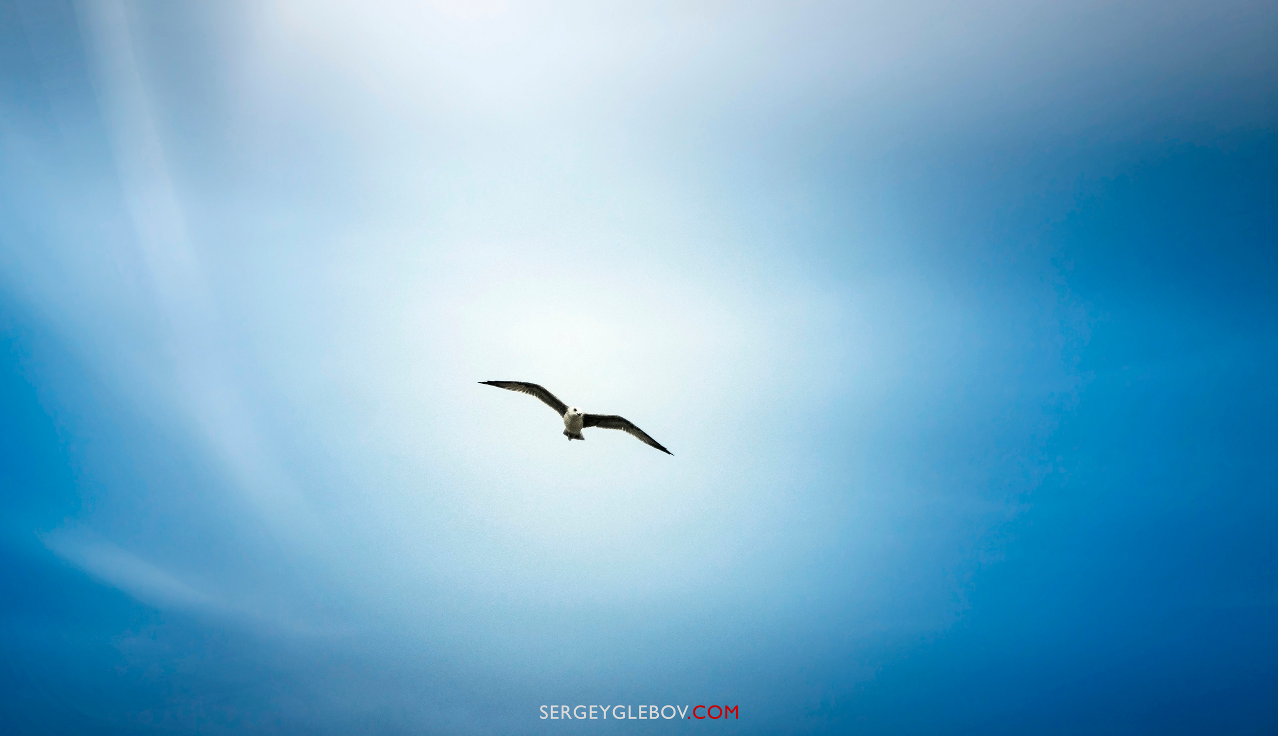 Животные. Сергей Глебов - фотограф